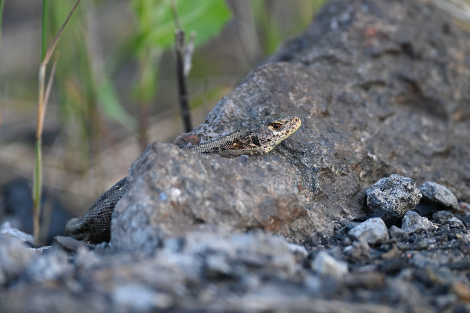 Nikon Z30 sample photo
