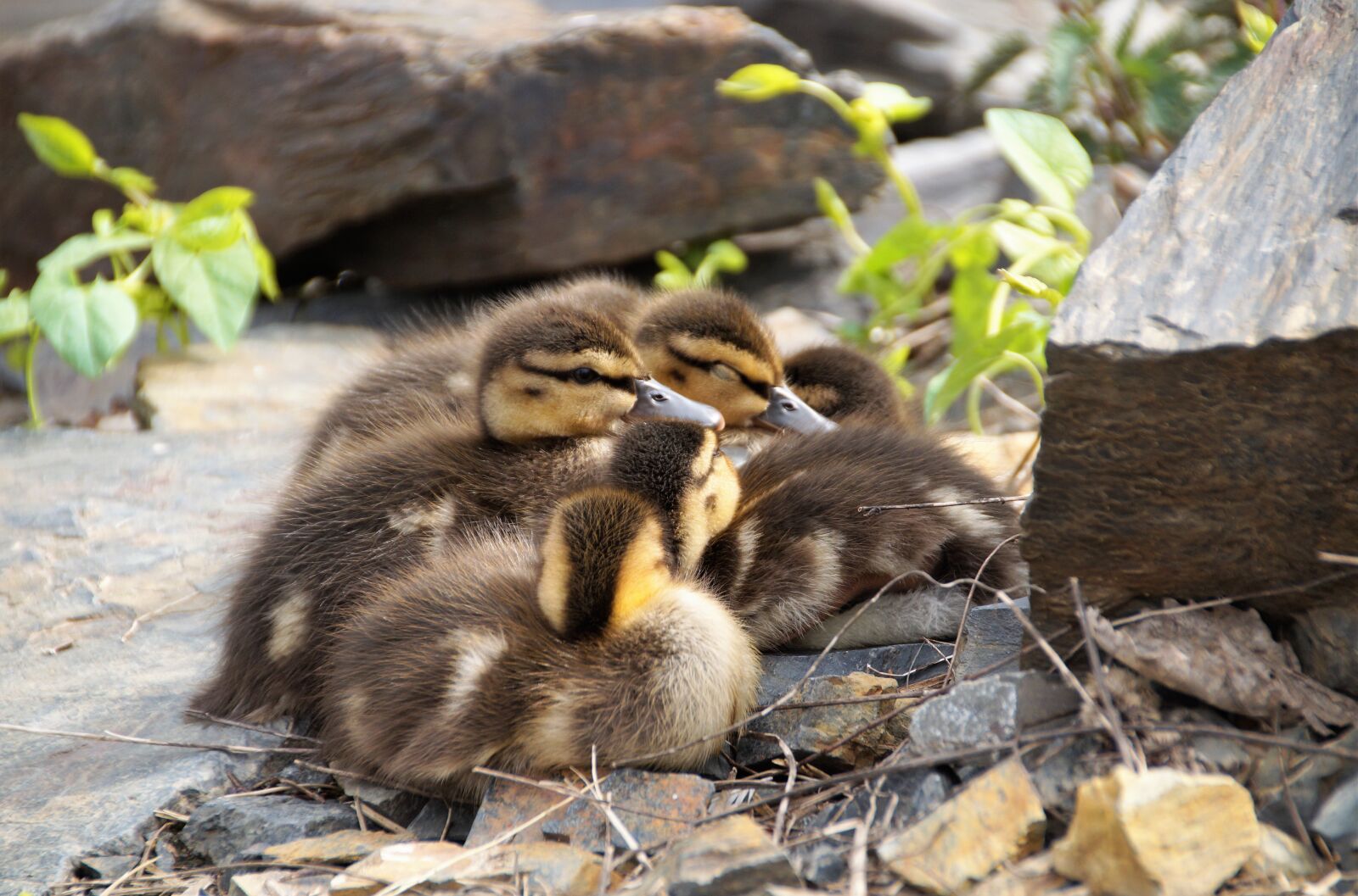 Sony SLT-A58 sample photo. Ducks, small, brood photography