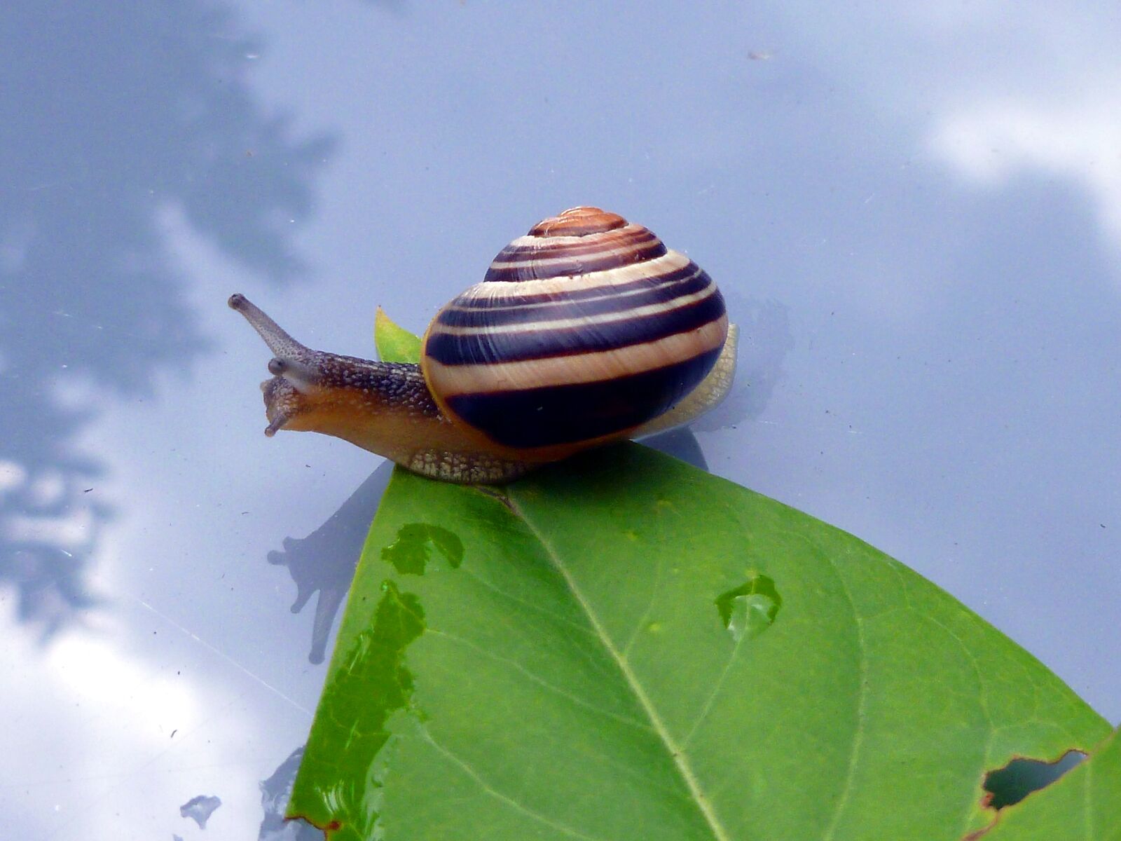 Panasonic DMC-FS37 sample photo. Snail, leaf, shell photography