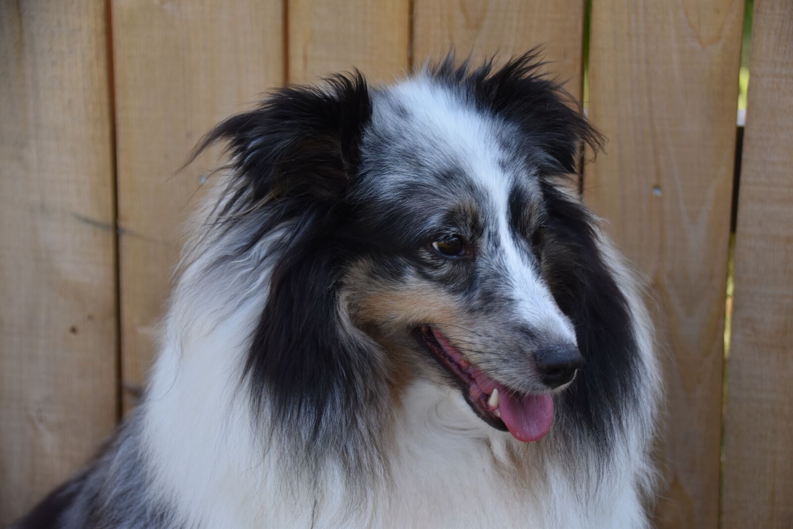 Nikon D5600 sample photo. Dog, bitch, shetland sheepdog photography