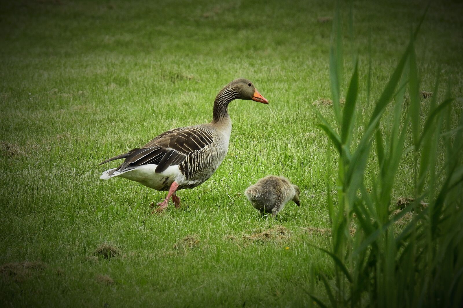 Nikon Coolpix P900 sample photo. Geese, nature, wild birds photography