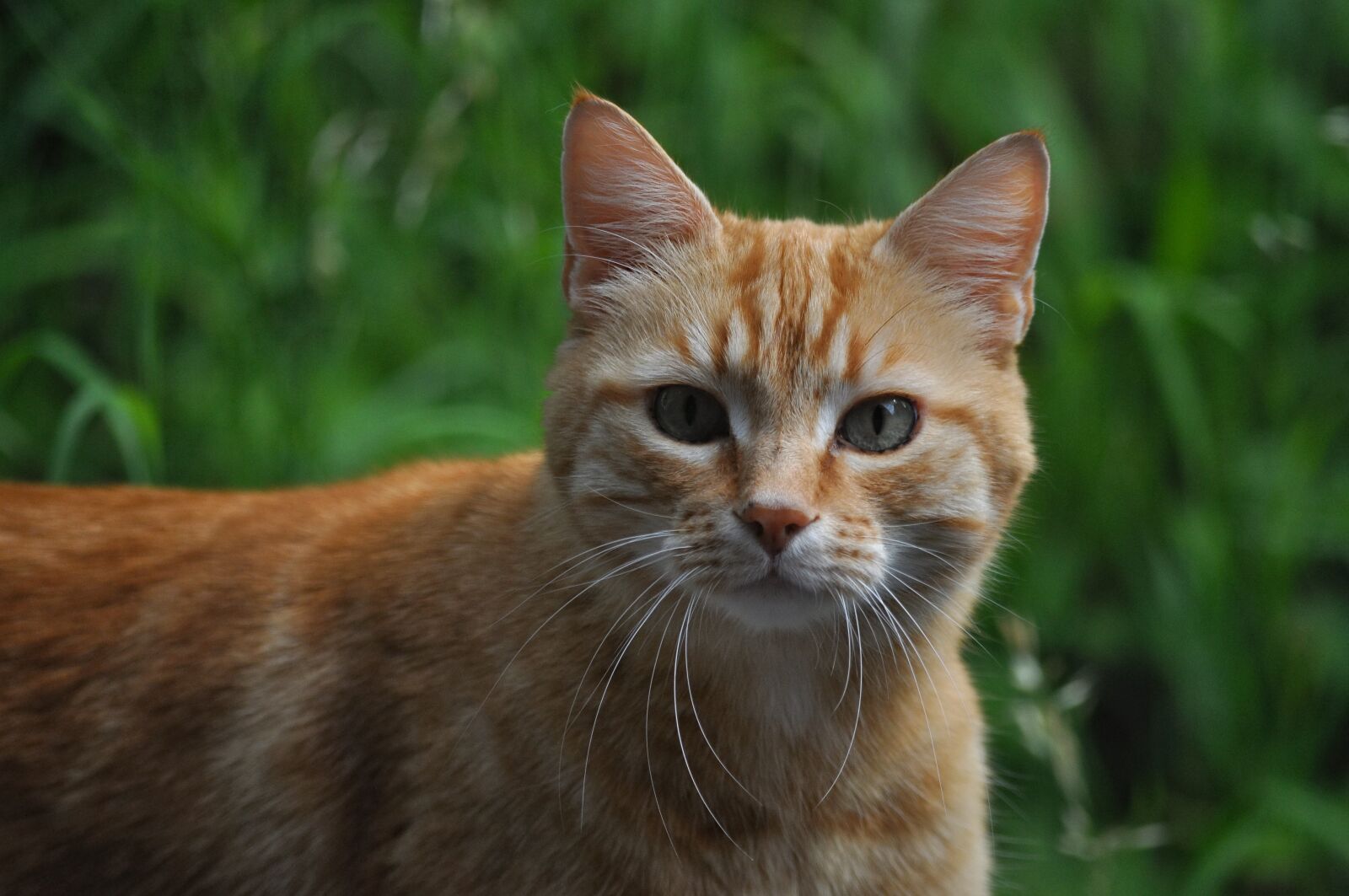Nikon D90 sample photo. Cat, animal, tabby cat photography