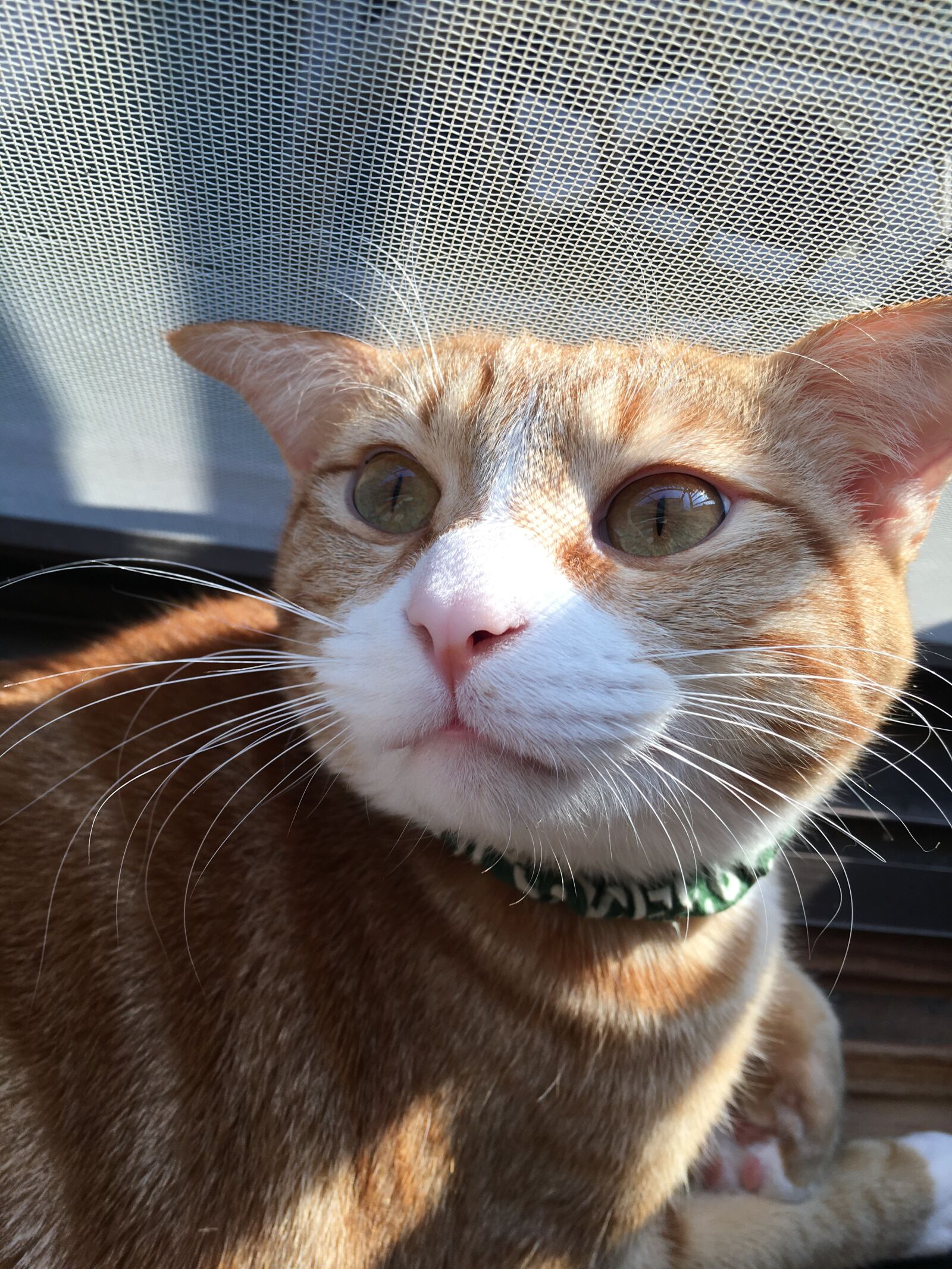 Apple iPhone 6s sample photo. Cat, red tabby cat photography
