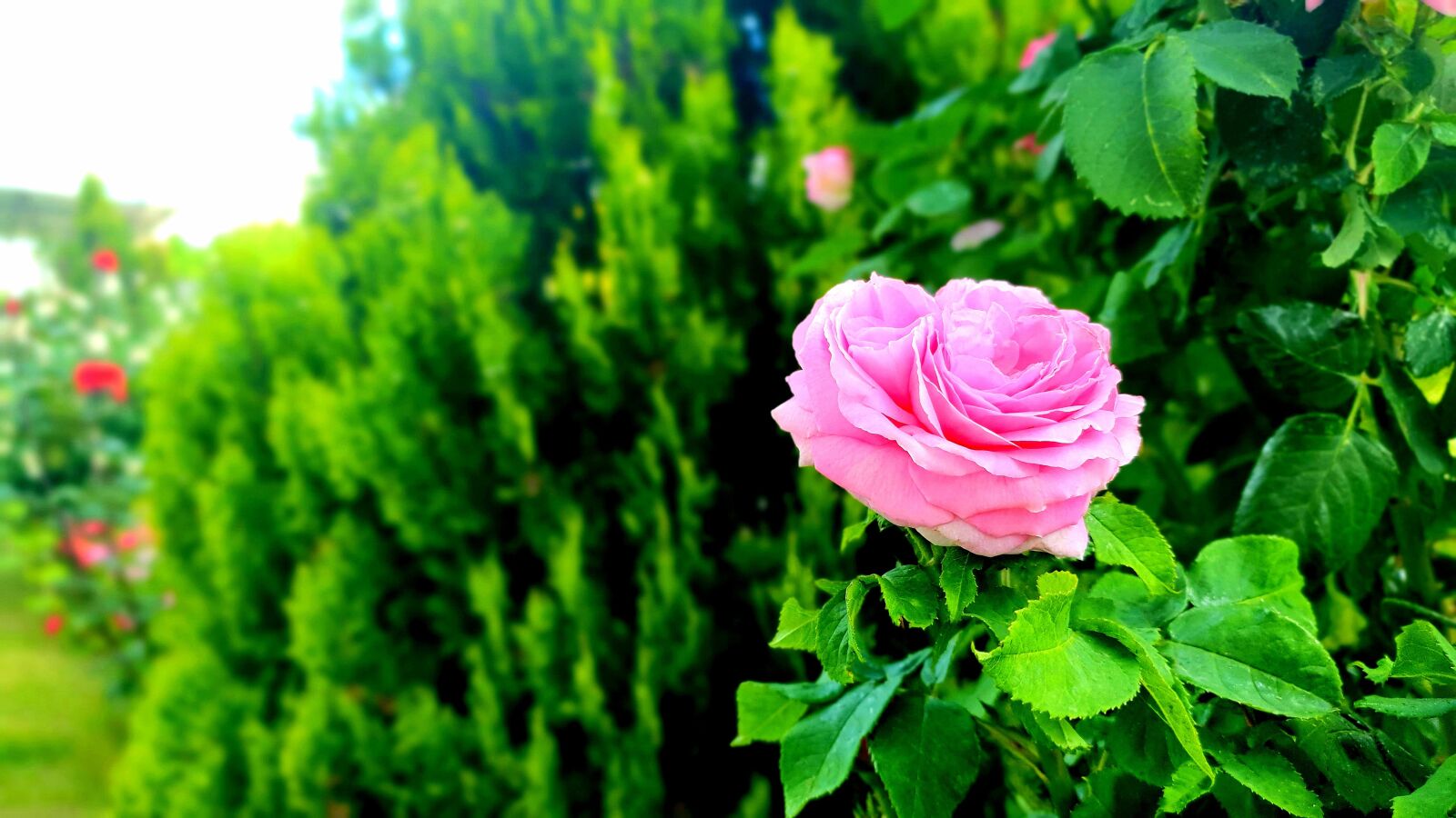 Samsung Galaxy S10e sample photo. Flower, garden, summer photography