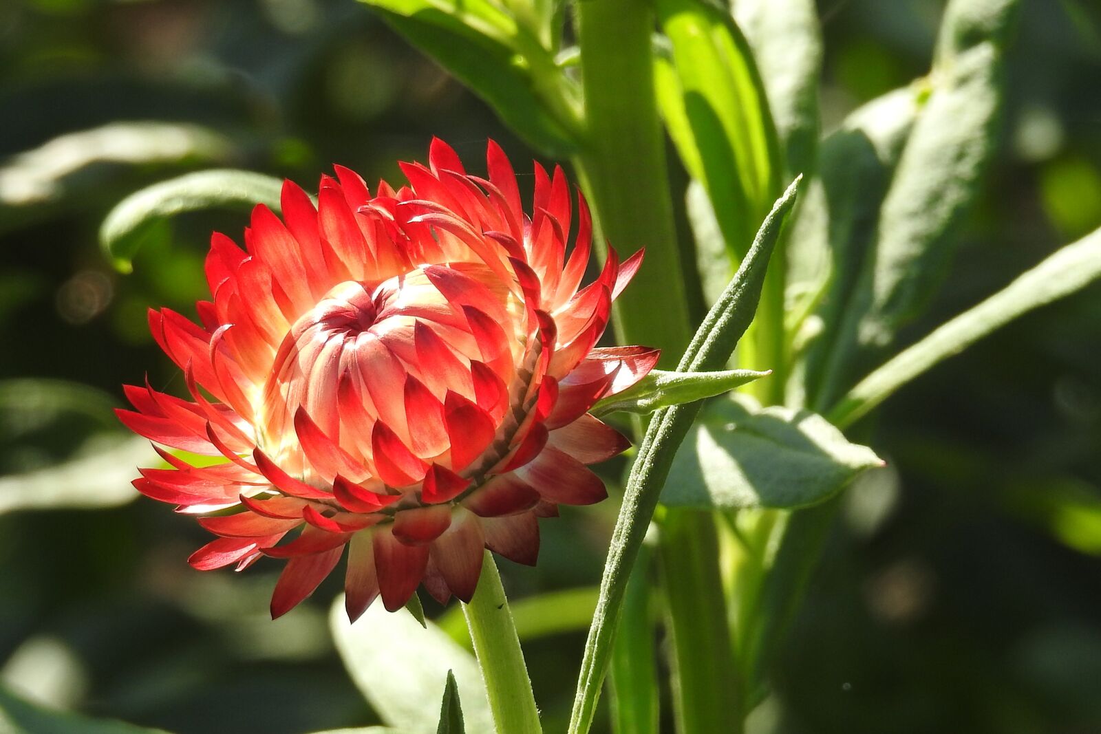 Nikon Coolpix P900 sample photo. Straw flowers, red, flower photography