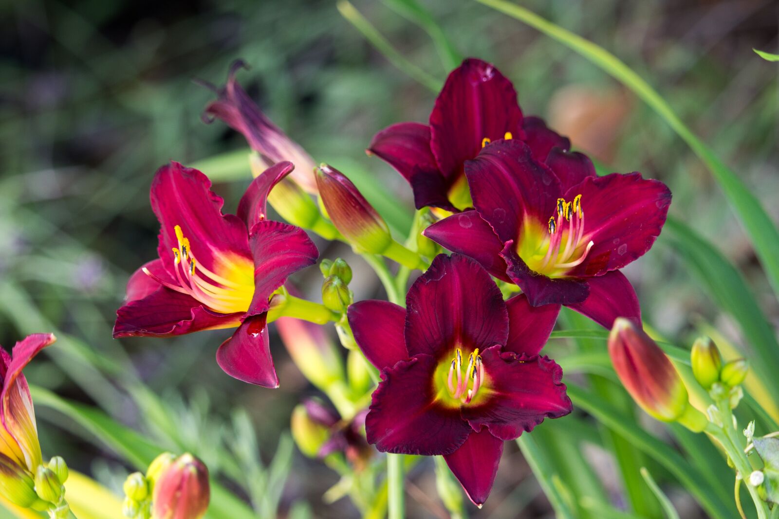 Canon EOS 700D (EOS Rebel T5i / EOS Kiss X7i) sample photo. Vibrant red flowers, garden photography