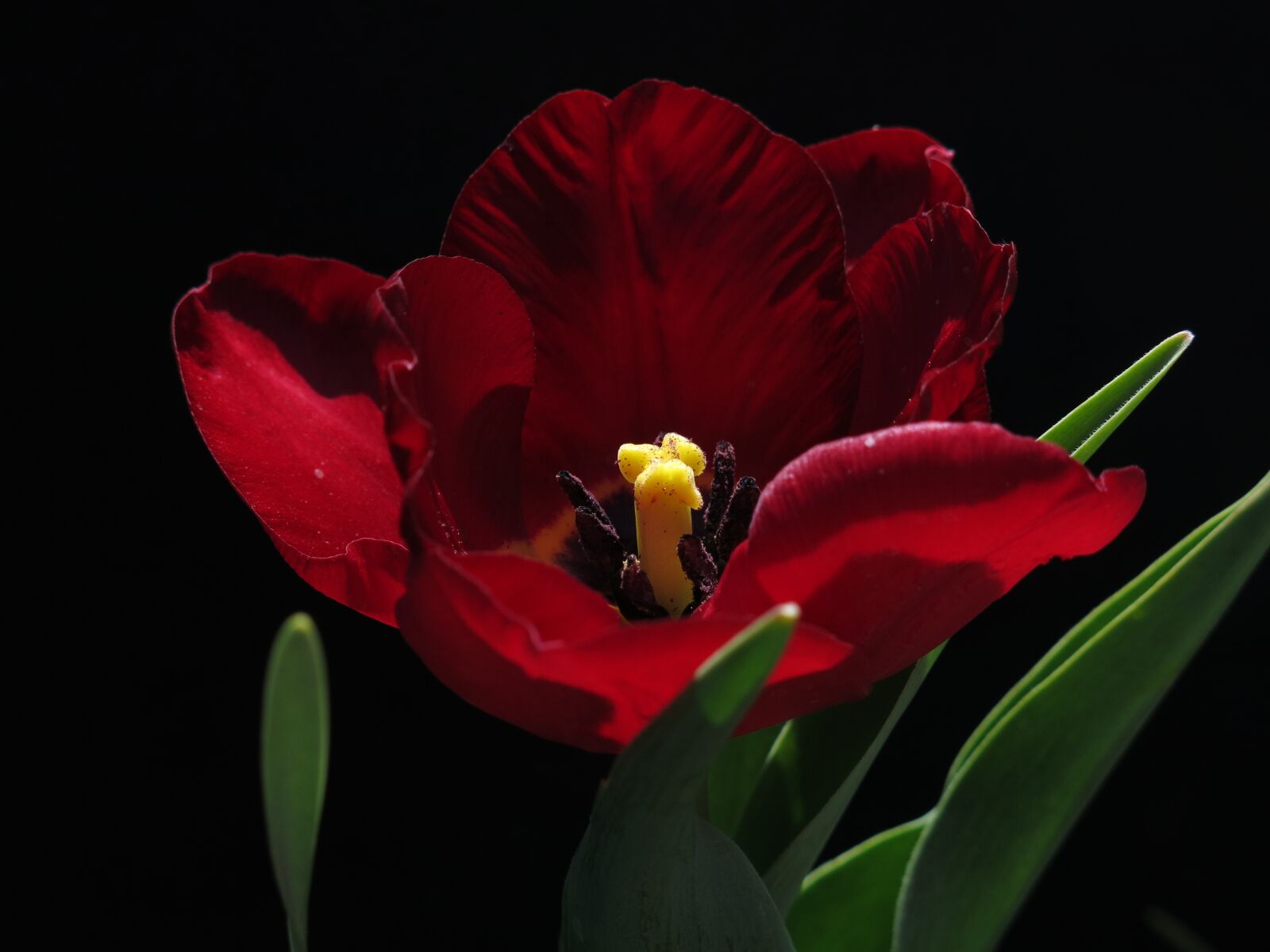 Canon PowerShot G15 sample photo. Tulip, parrot tulip, nature photography