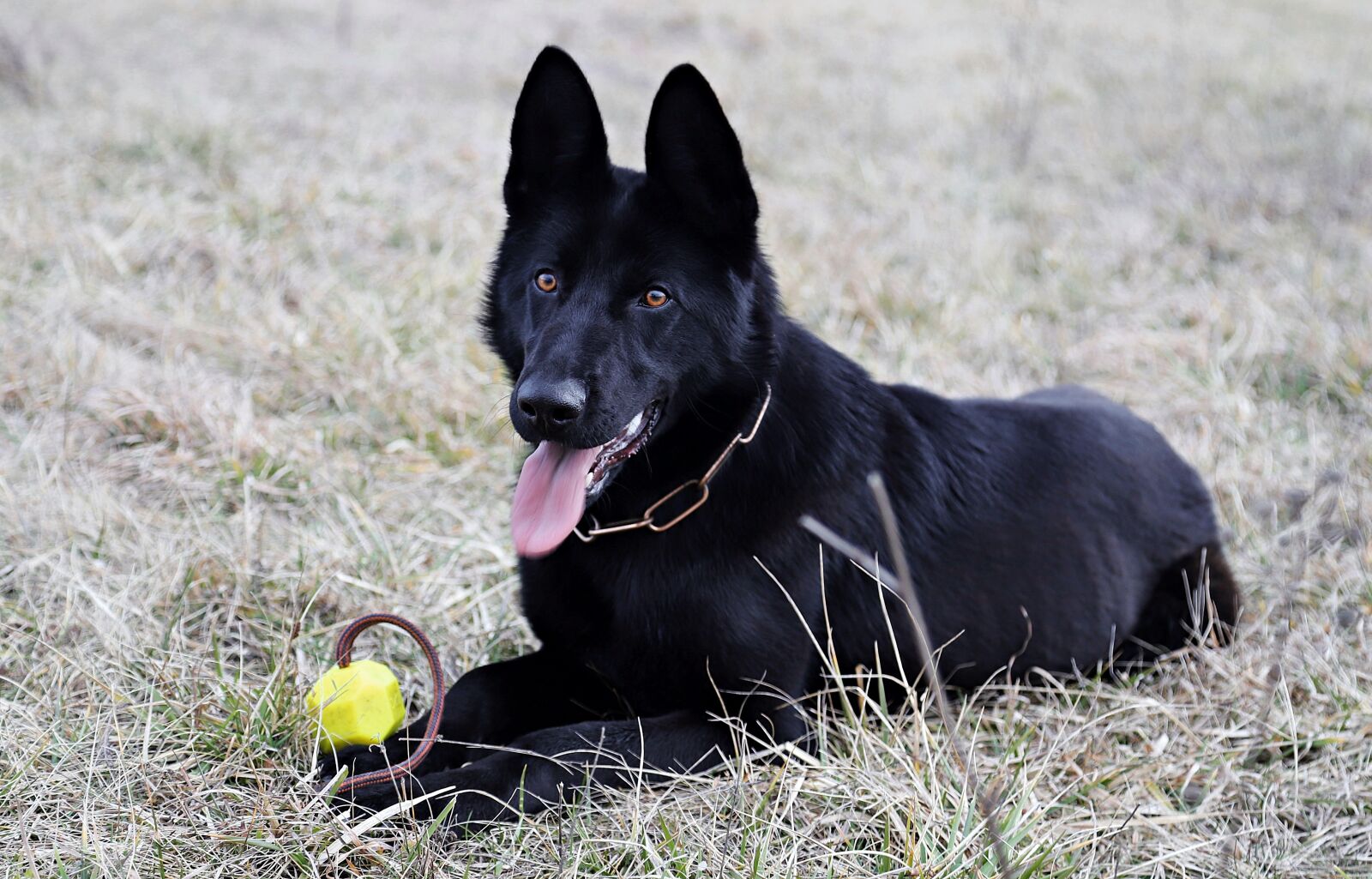 Canon EOS 6D Mark II sample photo. Black german shepherd, dog photography