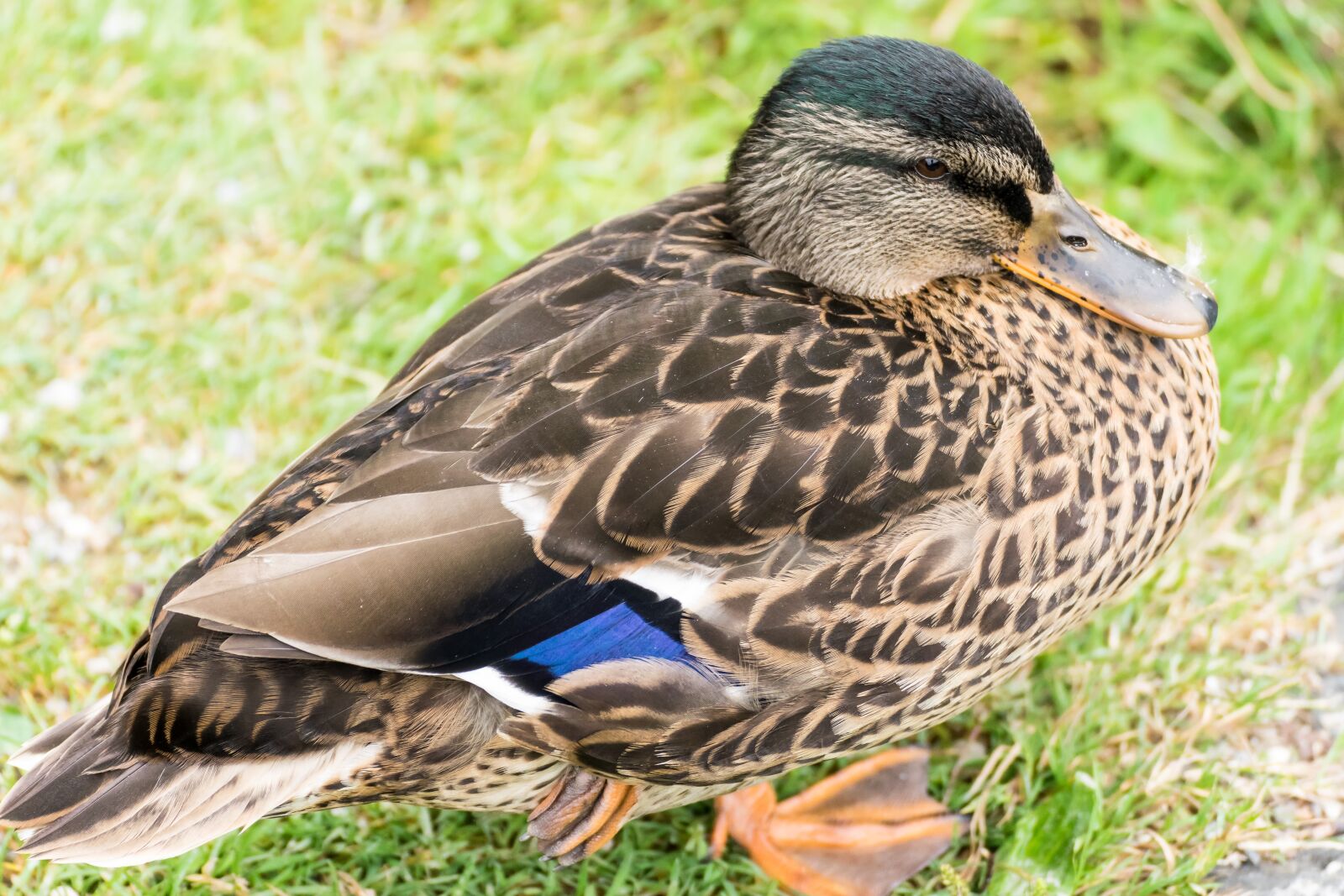 Tamron SP 70-300mm F4-5.6 Di VC USD sample photo. Duck, mallard, female photography