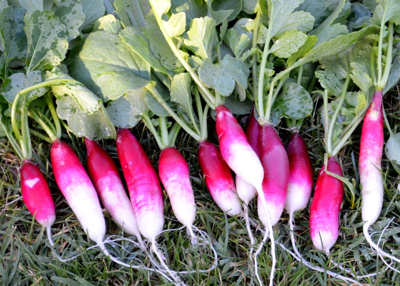 Nikon D5100 sample photo. Radish, garden, fresh photography