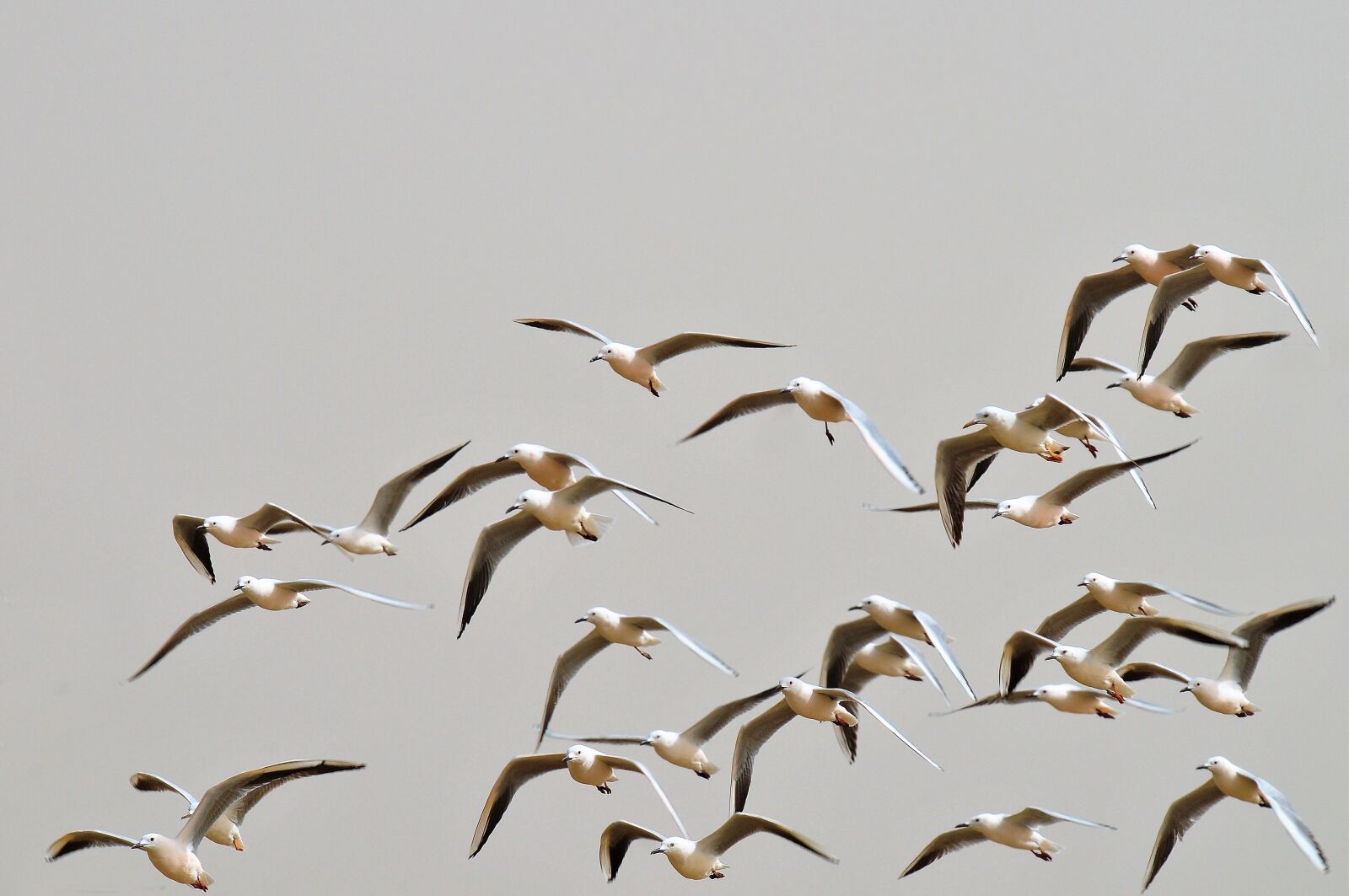 Nikon D300 sample photo. Seagulls, flight, sky photography
