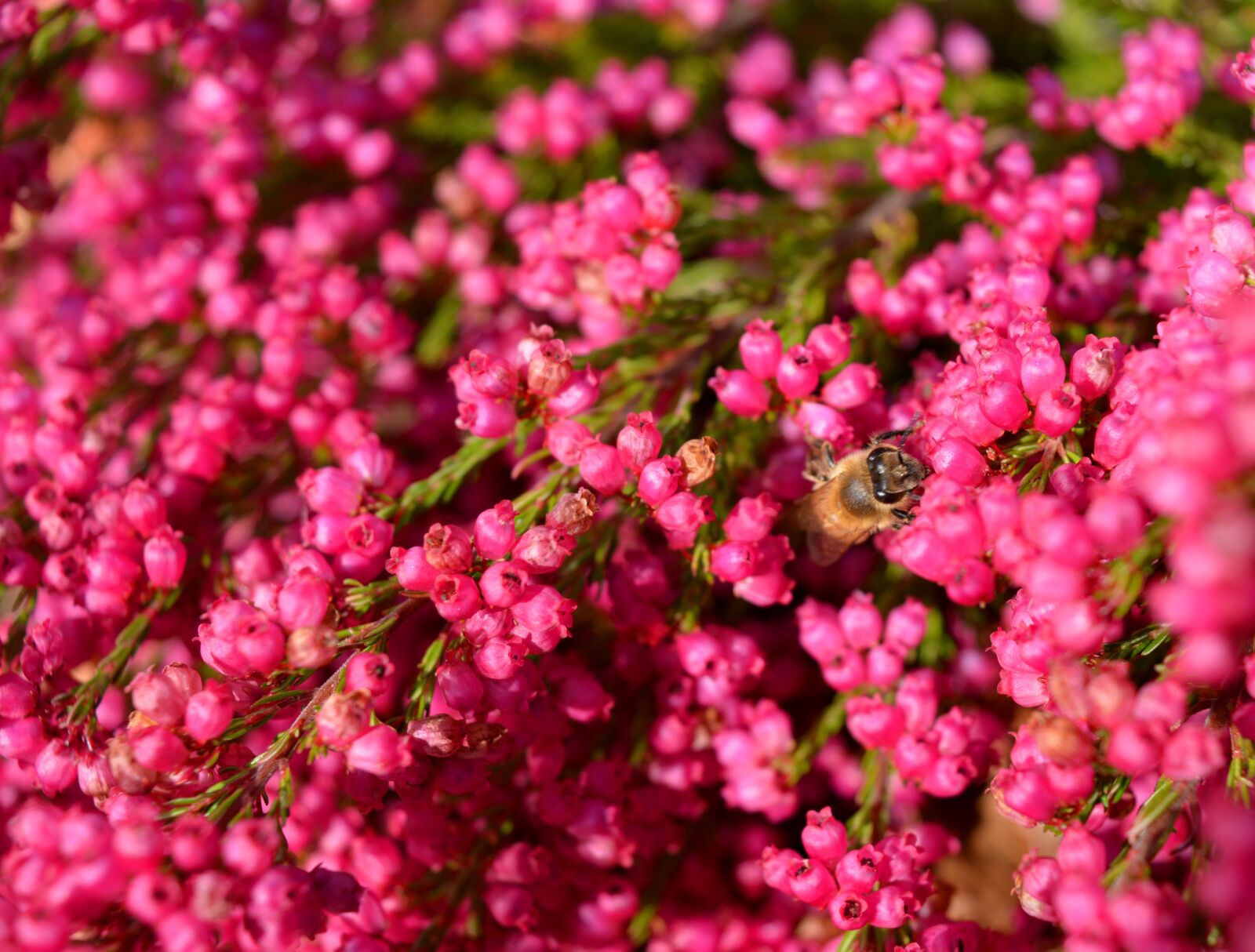 Nikon D3200 sample photo. Heather, erika, heather blossoms photography