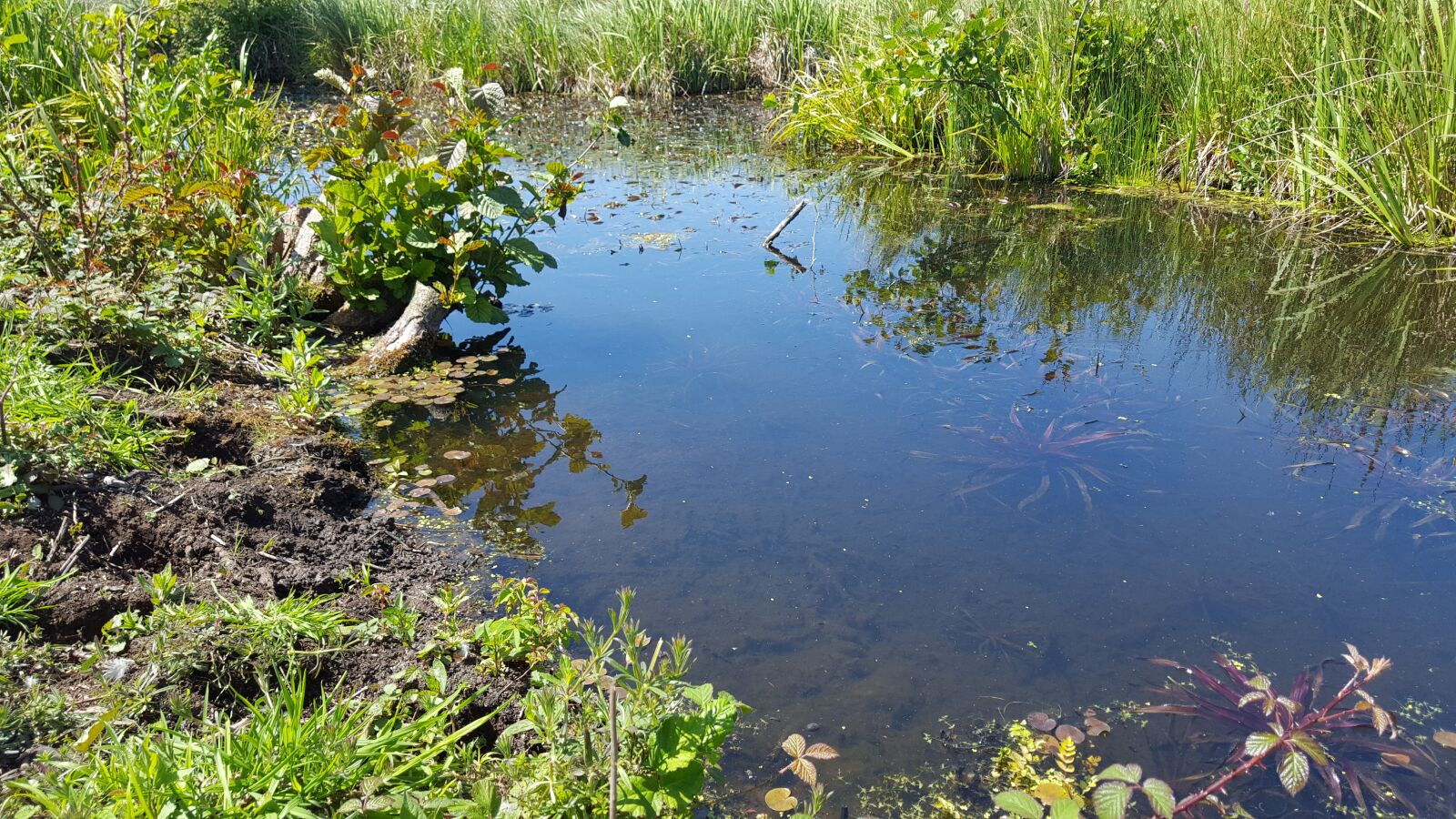 Samsung Galaxy S6 sample photo. Norfolk uk, norfolk broads photography