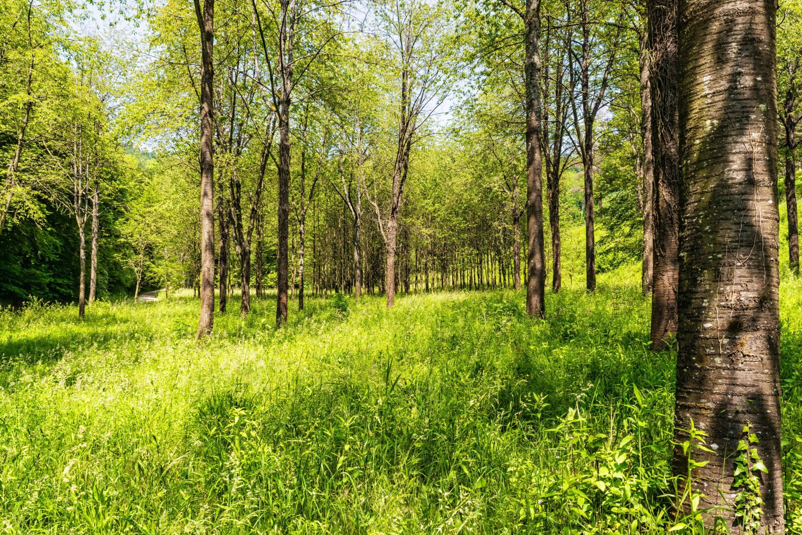 Nikon D3300 sample photo. Forest, leaf, green grass photography