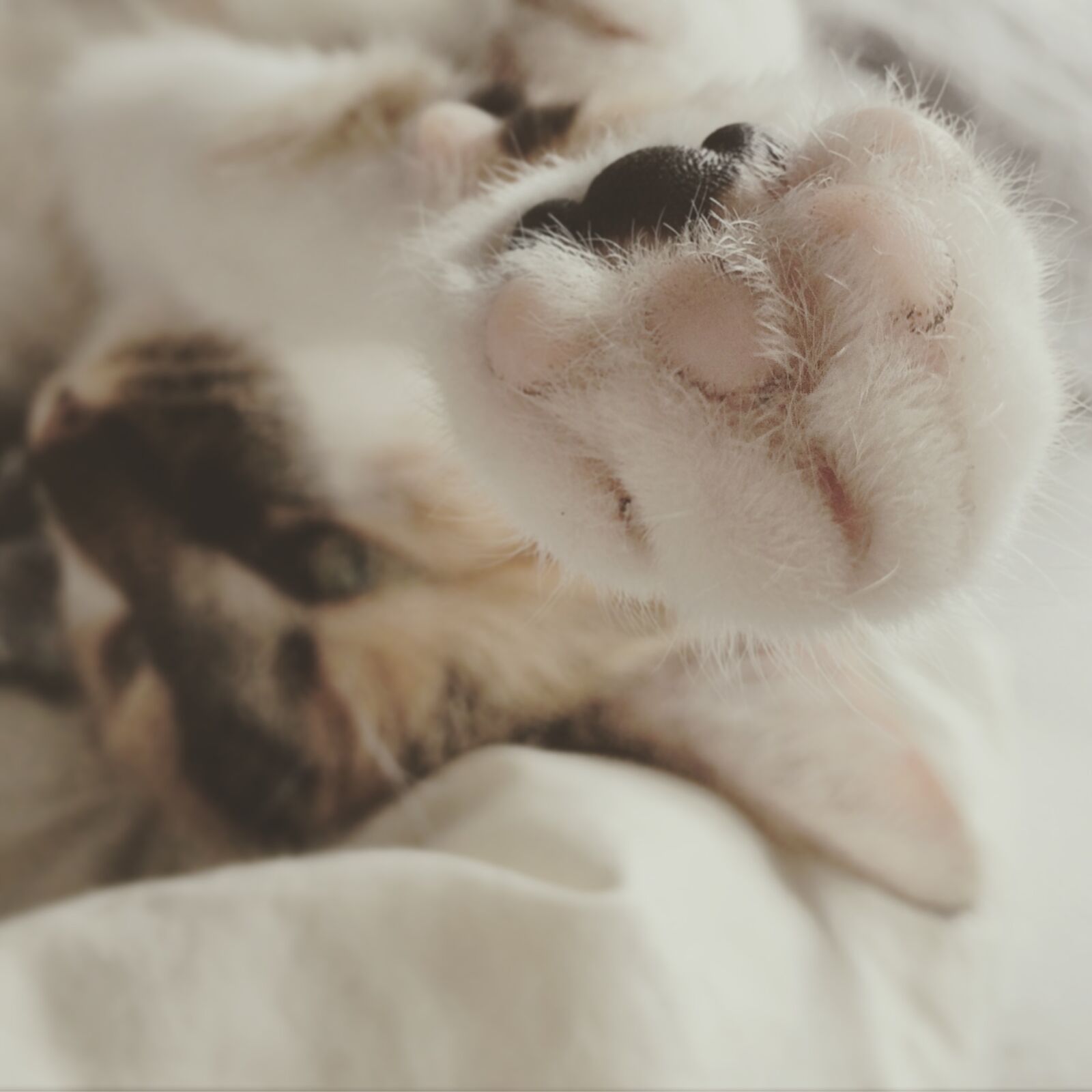 iPhone 5s back camera 4.15mm f/2.2 sample photo. Animal, bed, cat, cute photography