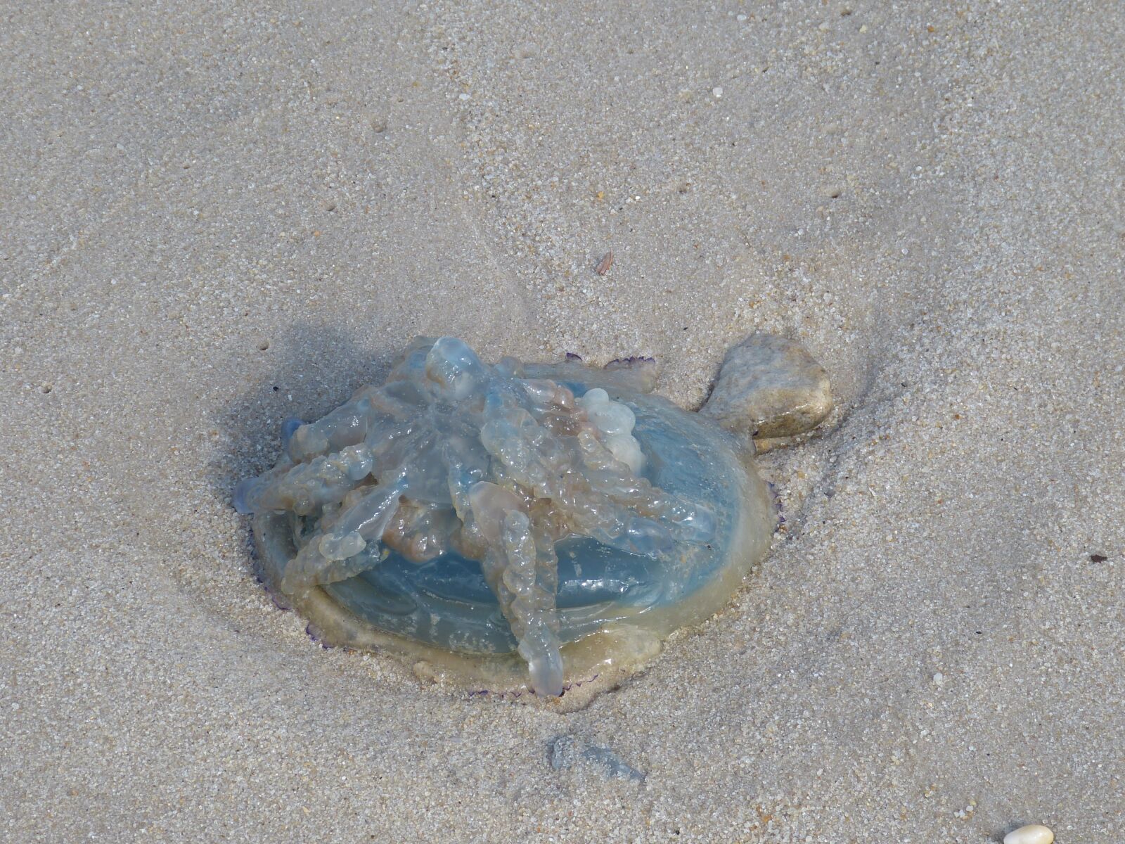 Panasonic Lumix DMC-FZ150 sample photo. Sylt, list, elbow photography