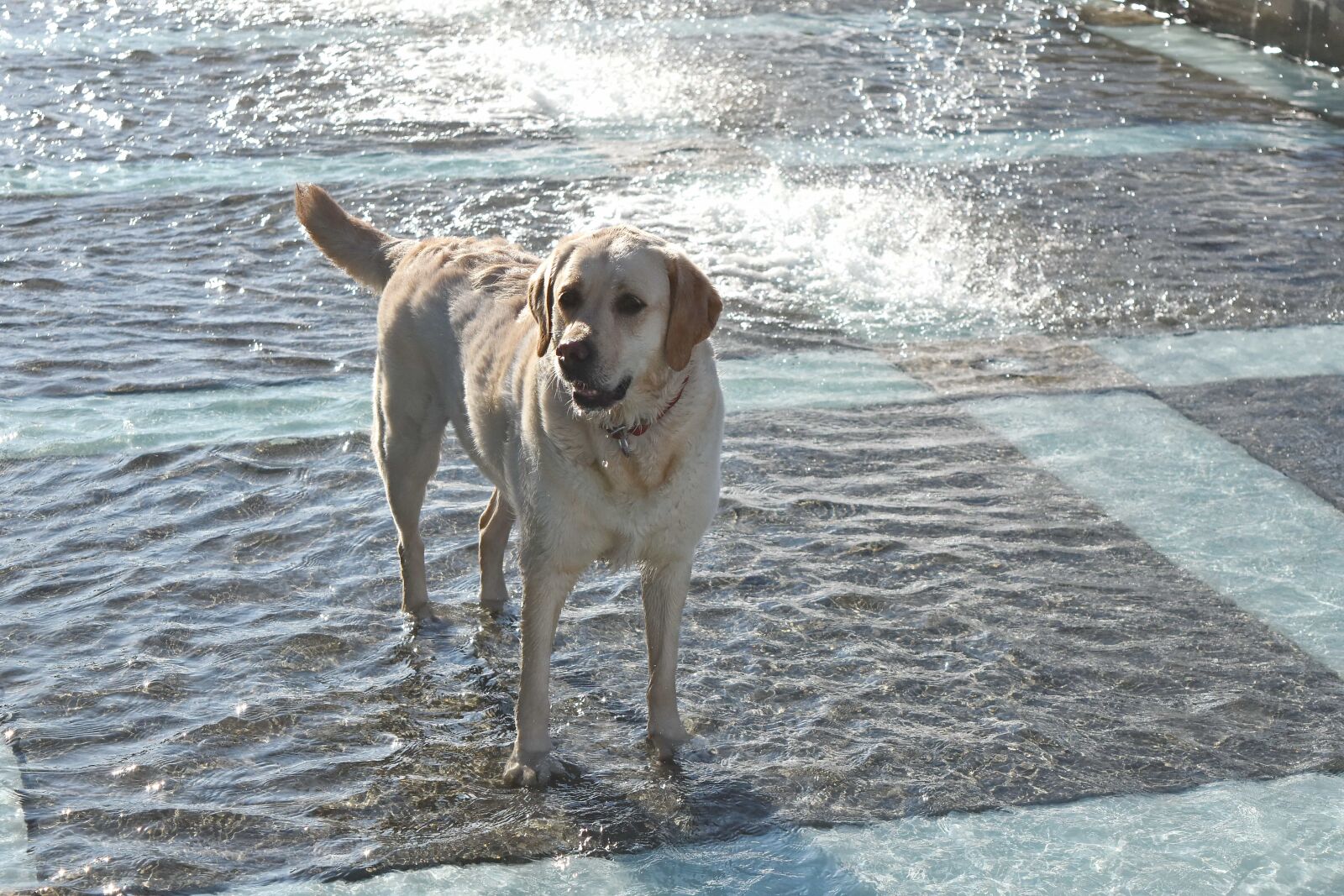 Nikon D5500 sample photo. Fountain, sunshine, hunting dog photography