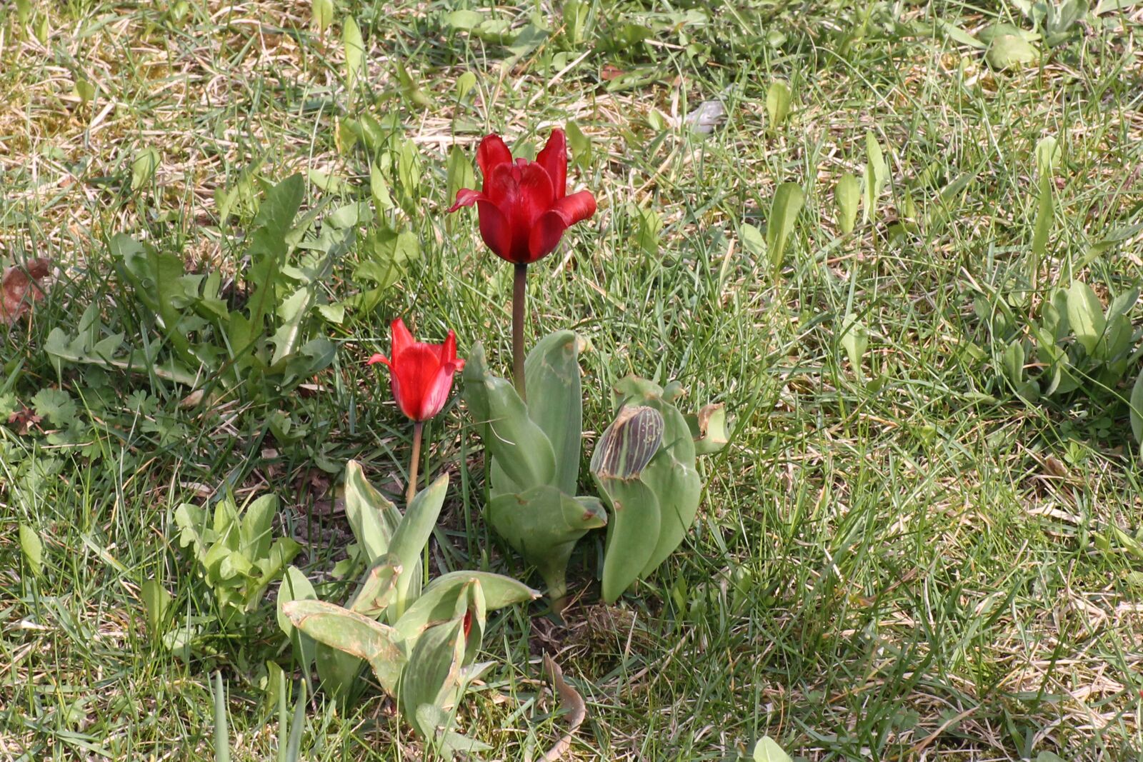 Canon EOS 1100D (EOS Rebel T3 / EOS Kiss X50) sample photo. Meadow, flower, tulips photography