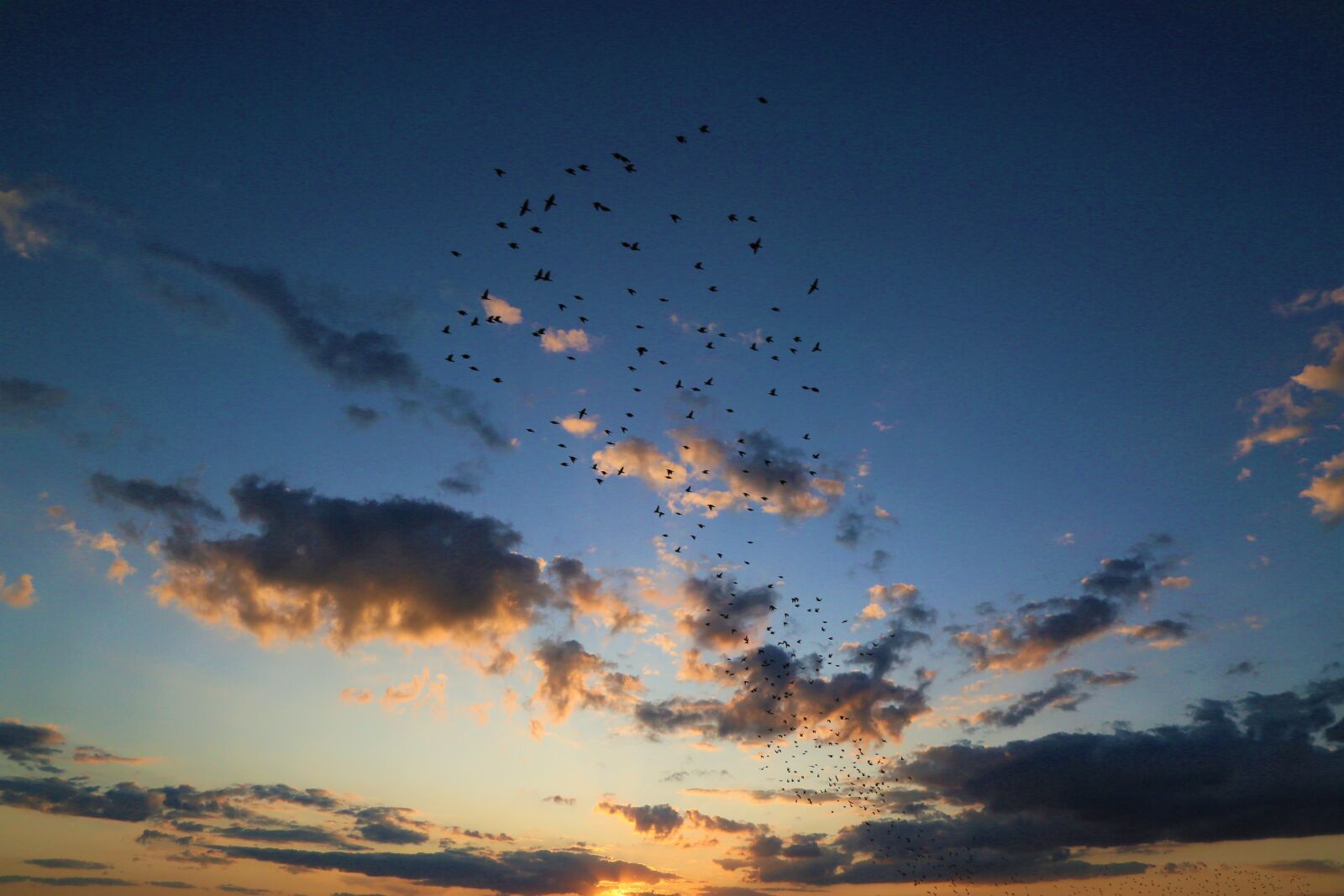 Canon EF 24-105mm F4L IS USM sample photo. Birds, sunset, nature photography