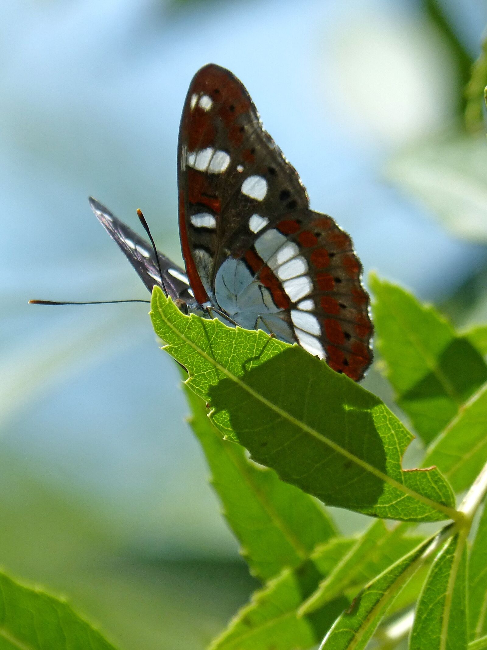 Panasonic DMC-FZ62 sample photo. Butterfly, nymph streams, limenitis photography