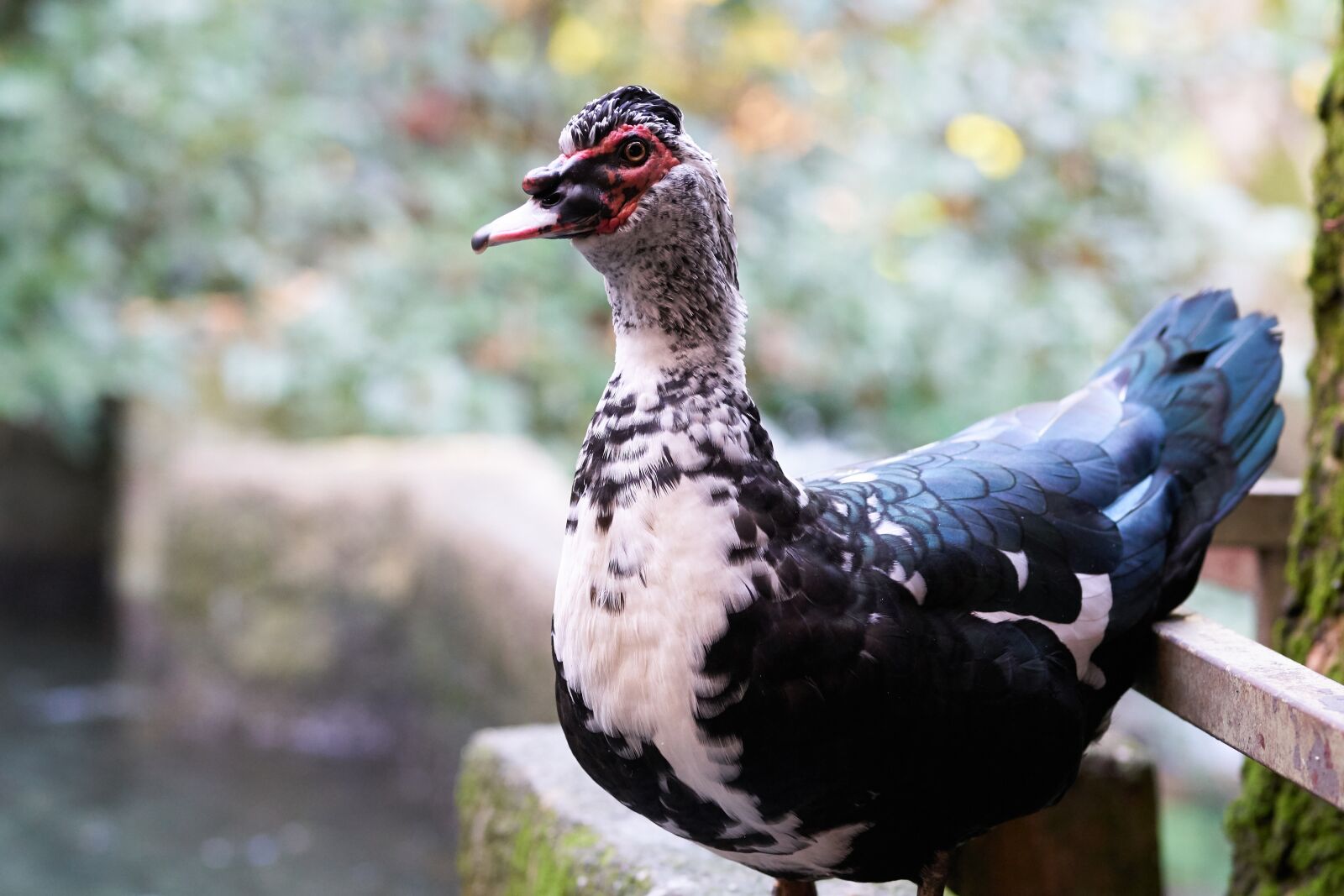 Sigma 85mm F1.4 DG HSM Art sample photo. Duck, goose, animal photography