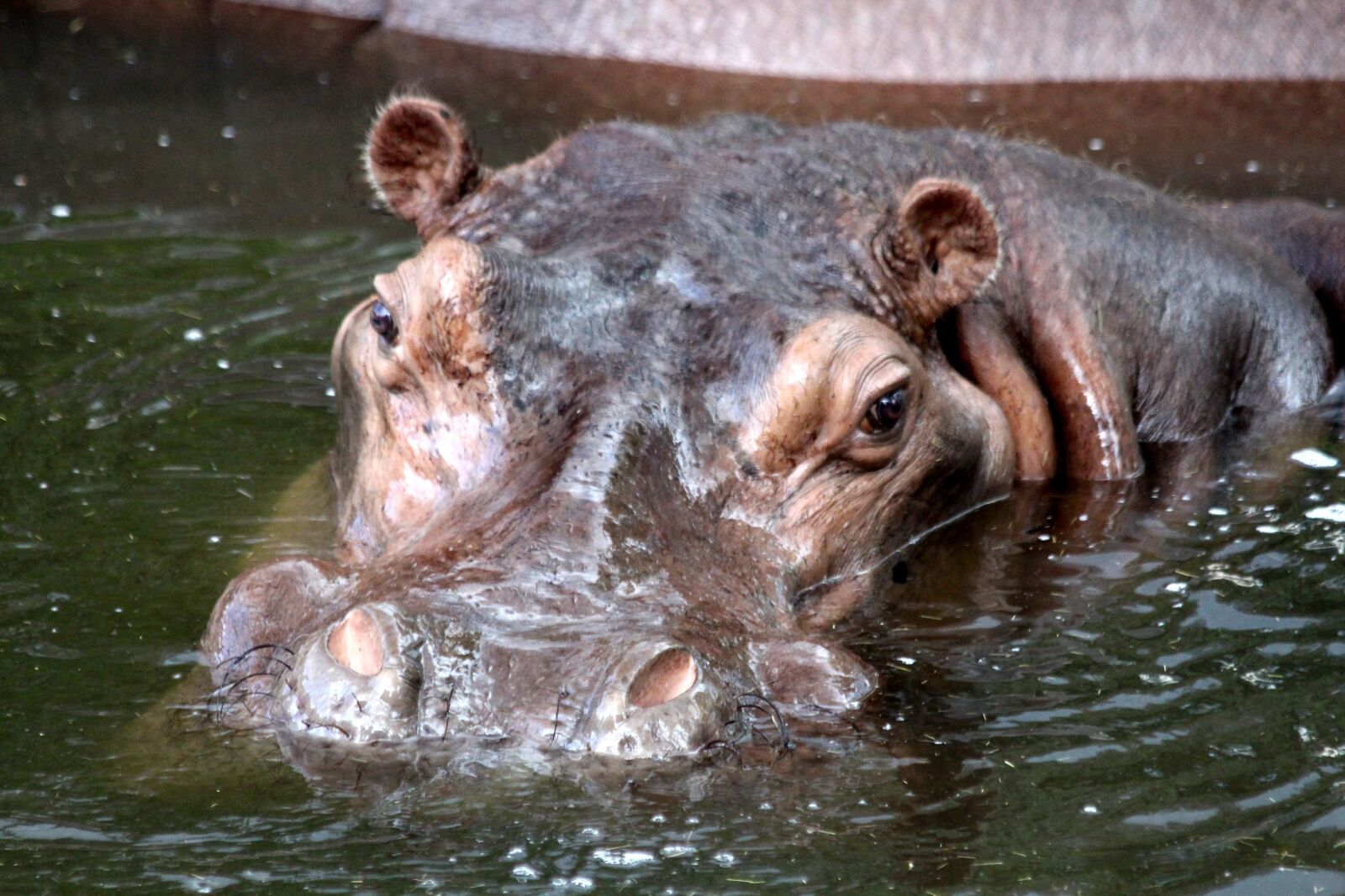 Canon EOS 650D (EOS Rebel T4i / EOS Kiss X6i) sample photo. Hippo, hippopotamus amphibius, nature photography