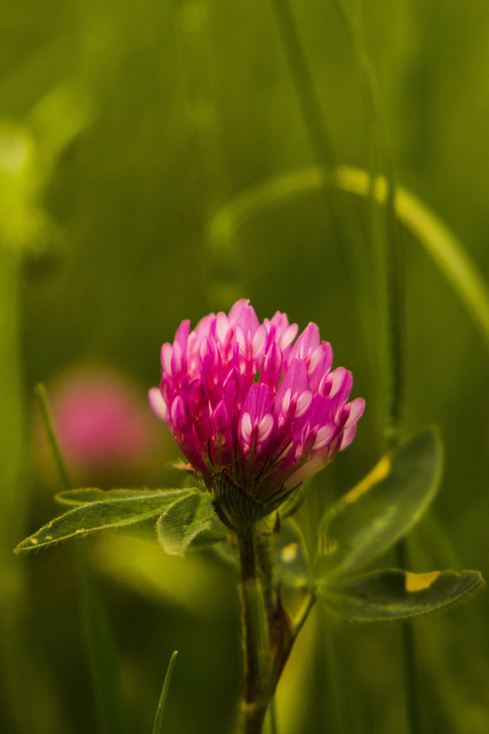 Canon EF 24-105mm F3.5-5.6 IS STM sample photo. Recovery, flower, at midday photography