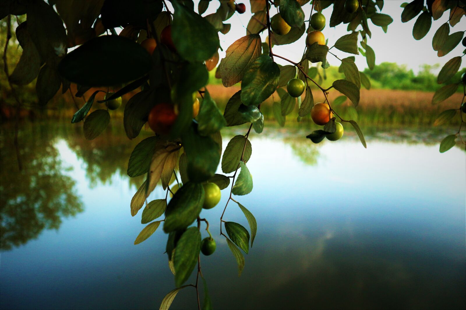 Canon EF-M 15-45mm F3.5-6.3 IS STM sample photo. Fruit, lake, pineapple photography