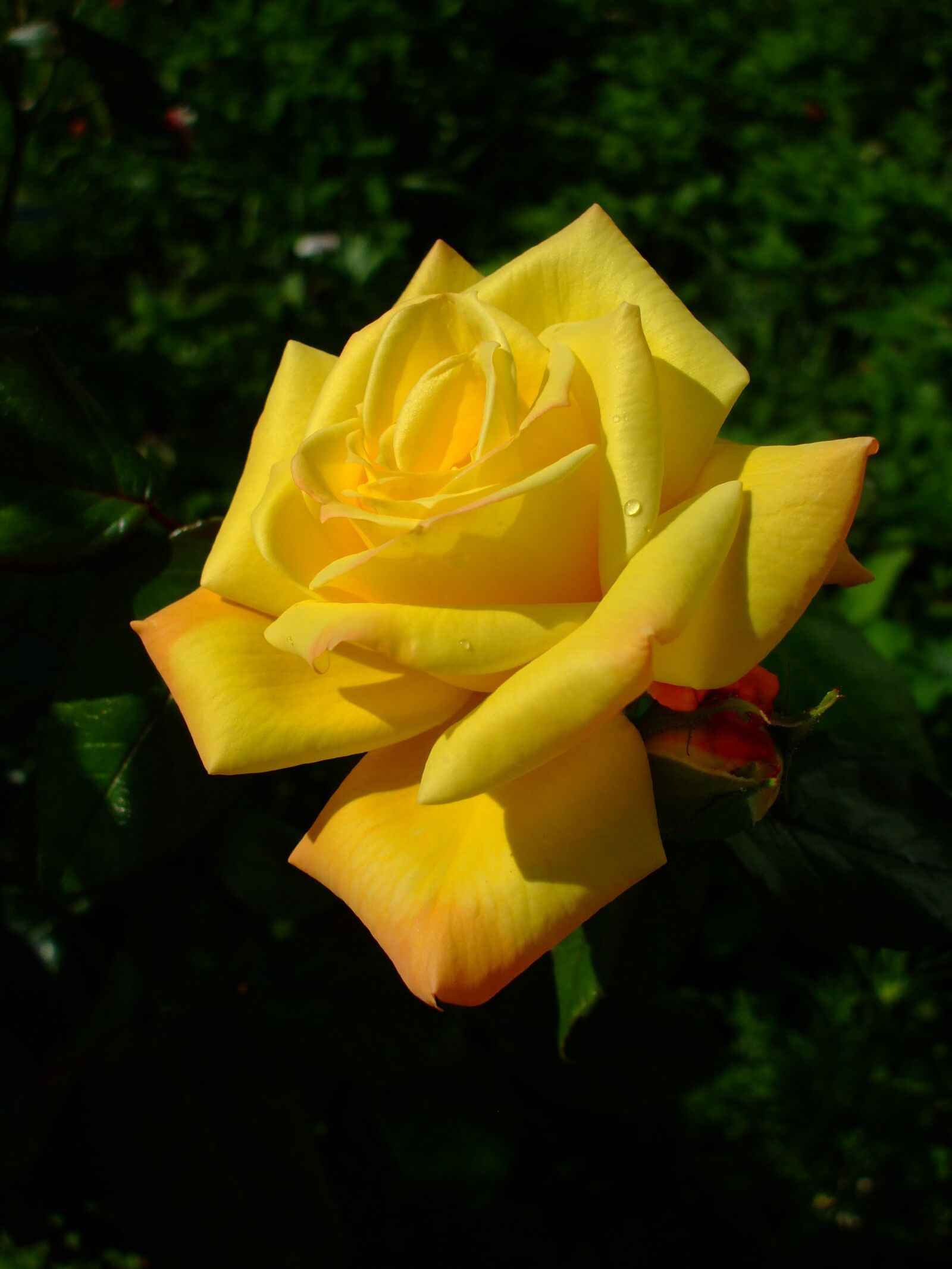 Fujifilm FinePix A800 sample photo. Yellow rose, rose, bloom photography