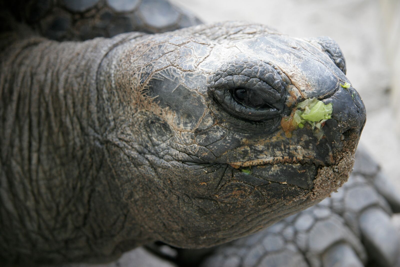 Canon EOS 20D sample photo. Animal, turtle, panzer photography