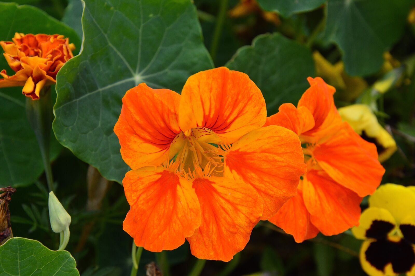 Nikon D3200 sample photo. Flower, autumn, red photography