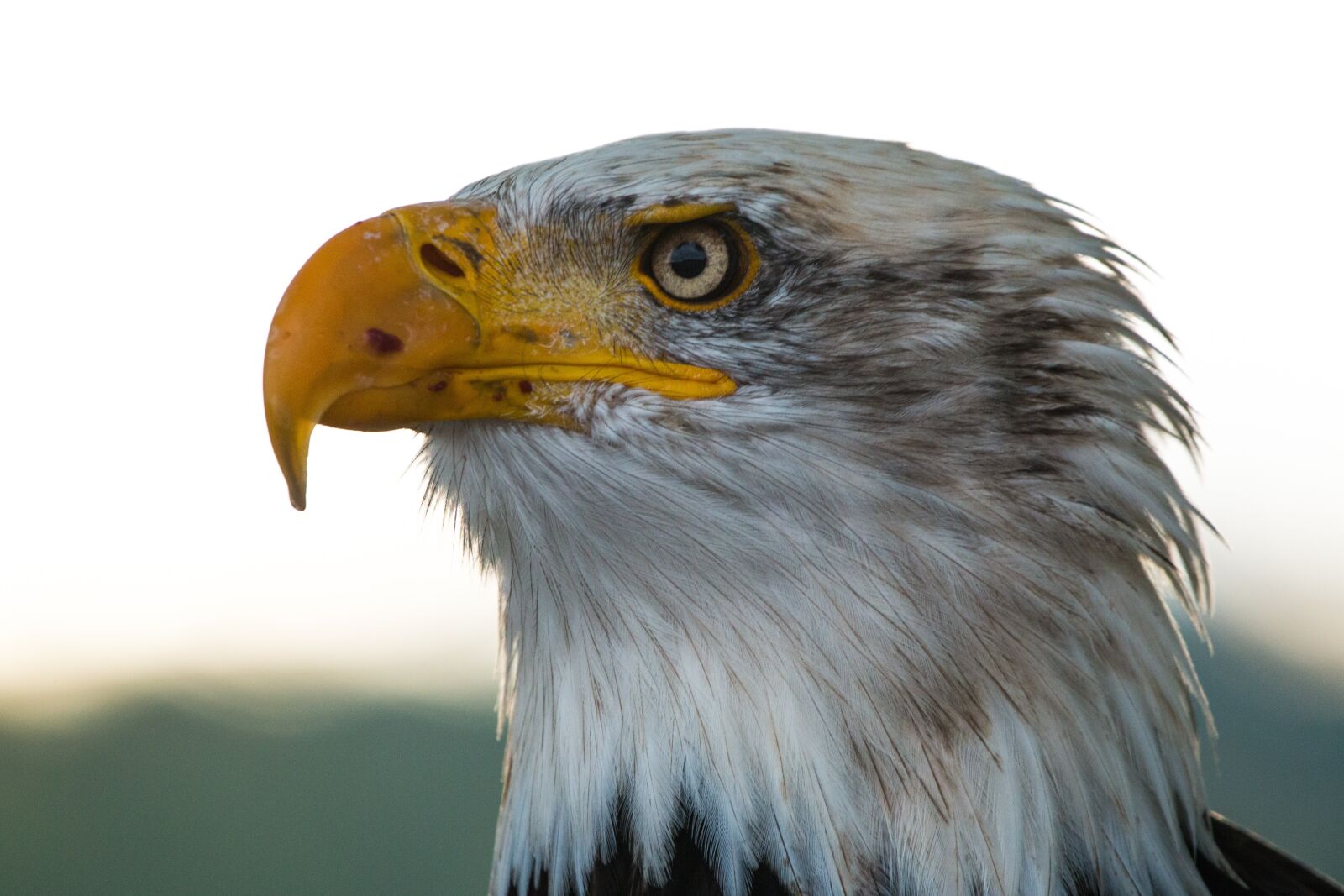 150-600mm F5-6.3 DG OS HSM | Contemporary 015 sample photo. Bald eagle, haliaeetus leucocephalus photography