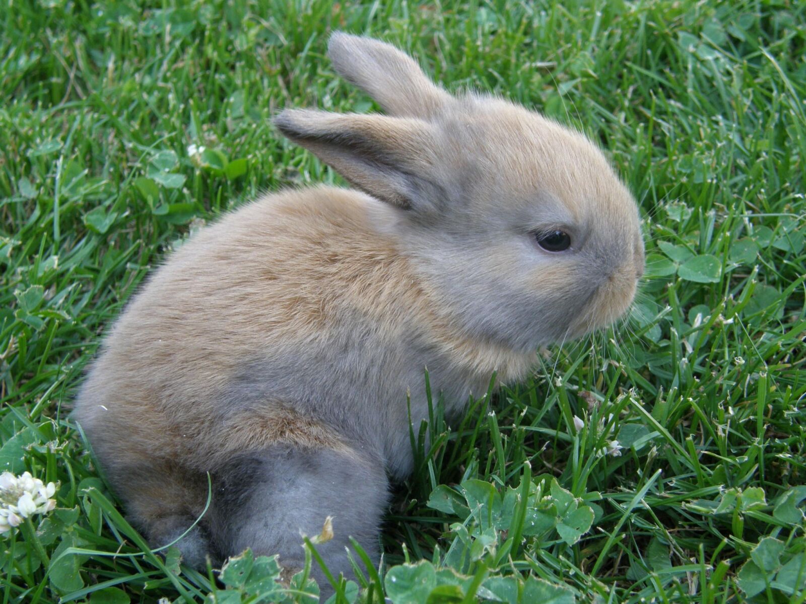 Olympus SP550UZ sample photo. Rabbit, baby, pet photography