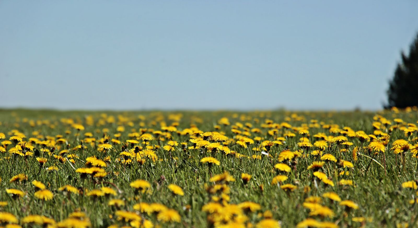 Canon EOS 100D (EOS Rebel SL1 / EOS Kiss X7) sample photo. Dandelion, meadow, dandelion meadow photography