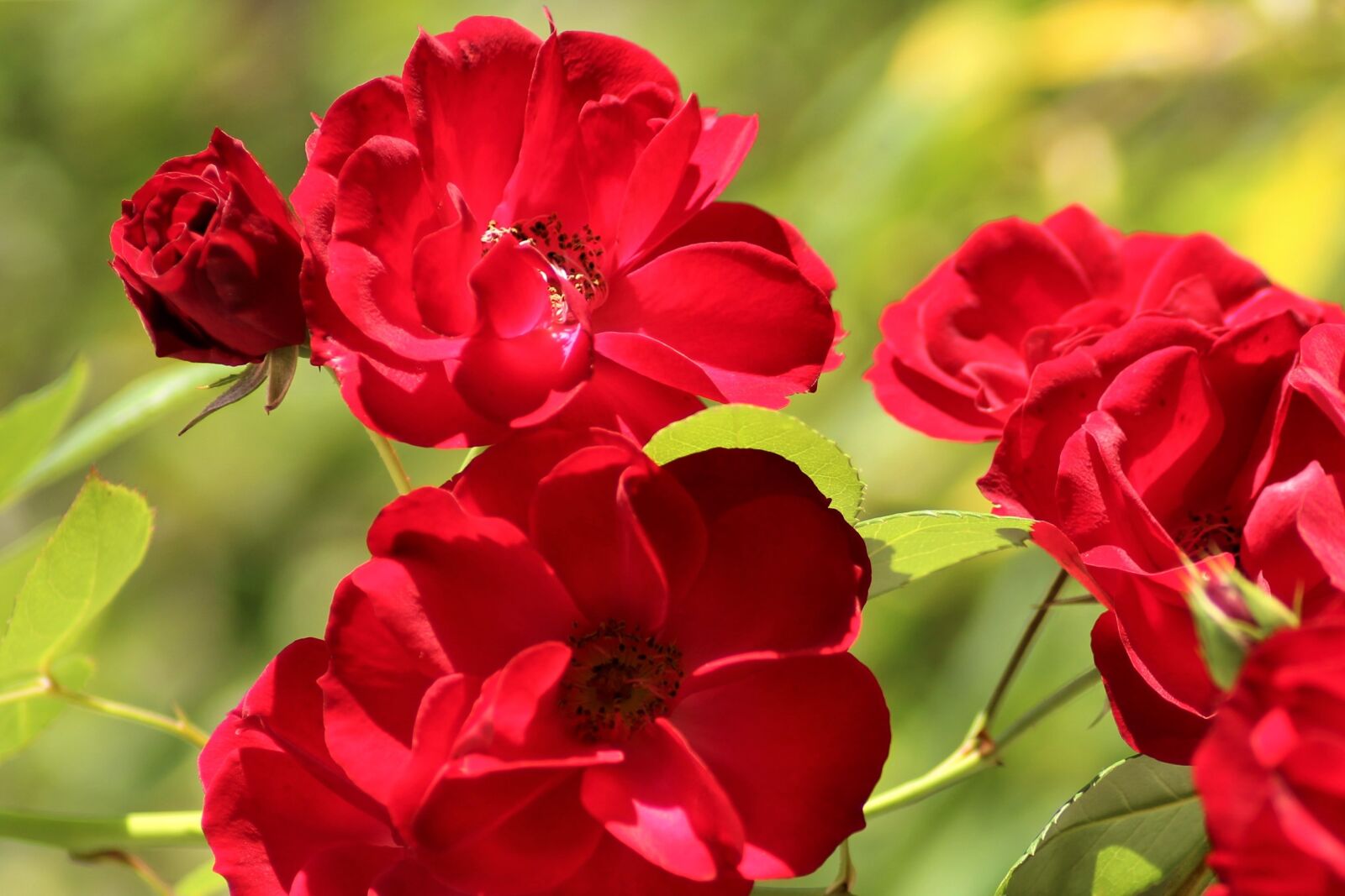Canon EOS 1300D (EOS Rebel T6 / EOS Kiss X80) sample photo. Rose, flower, nature photography