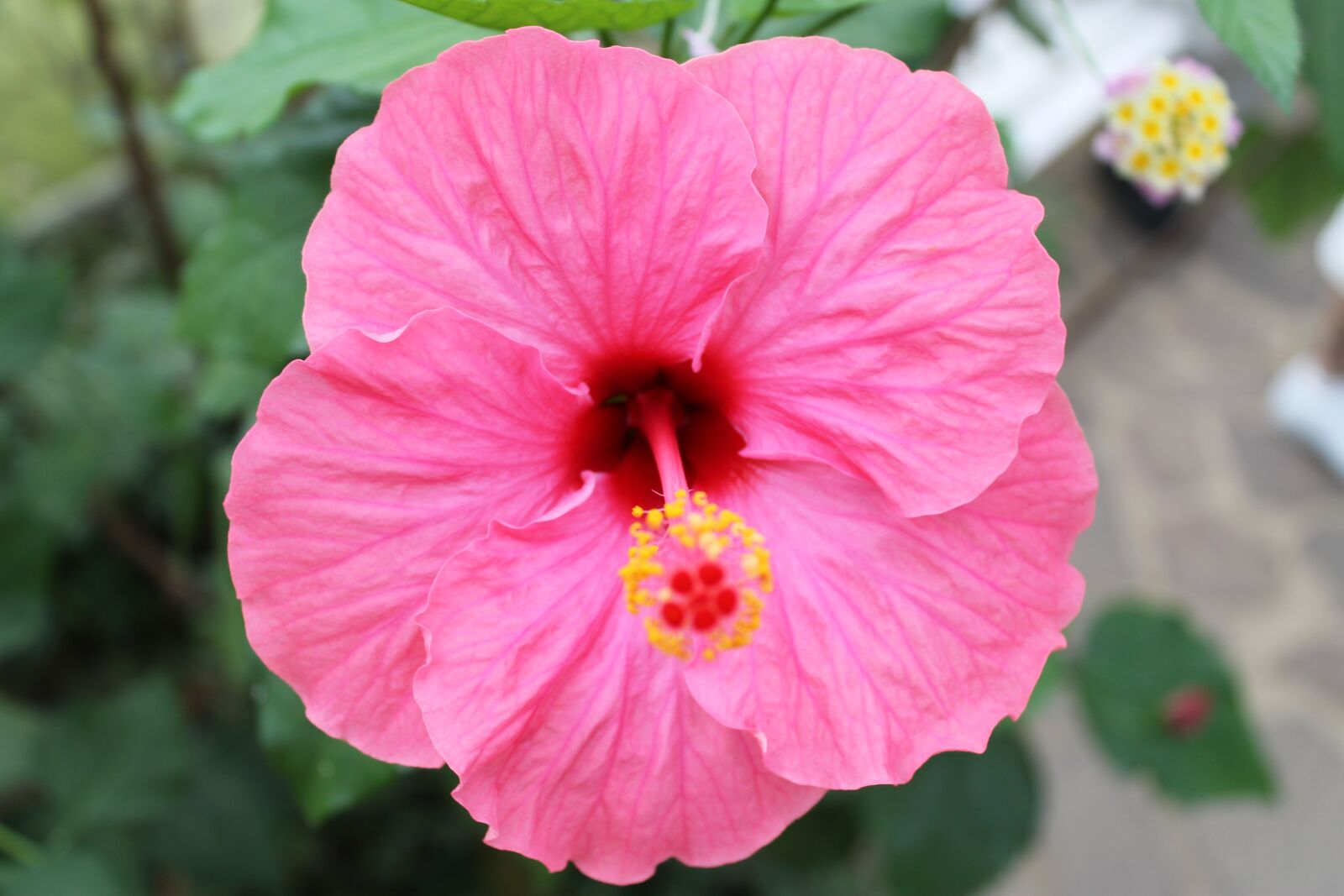 Canon EOS 1100D (EOS Rebel T3 / EOS Kiss X50) sample photo. Hibiscus flower, hibiscus, blossom photography