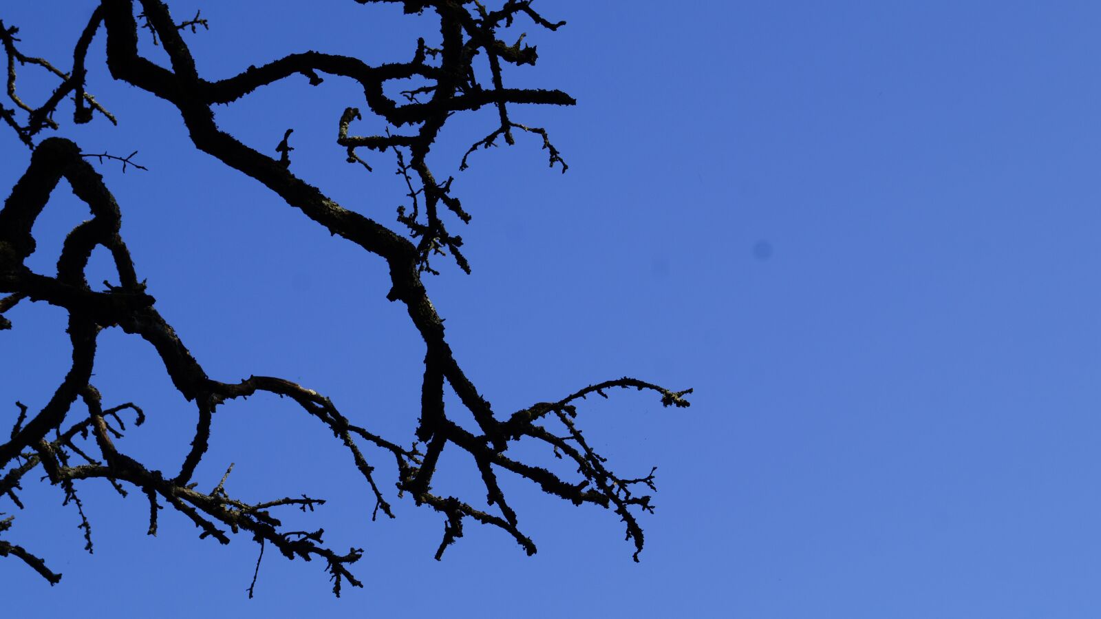 Sony SLT-A58 sample photo. Sky, blue, tree photography