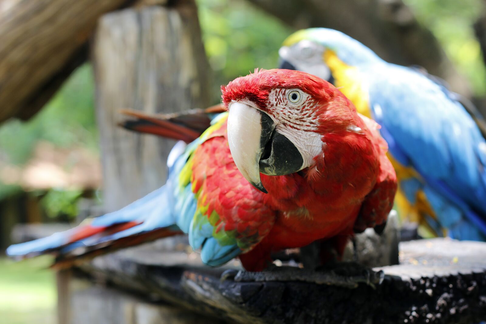 Canon EOS 600D (Rebel EOS T3i / EOS Kiss X5) + Canon EF 50mm F1.8 II sample photo. Arara, red macaw, animals photography