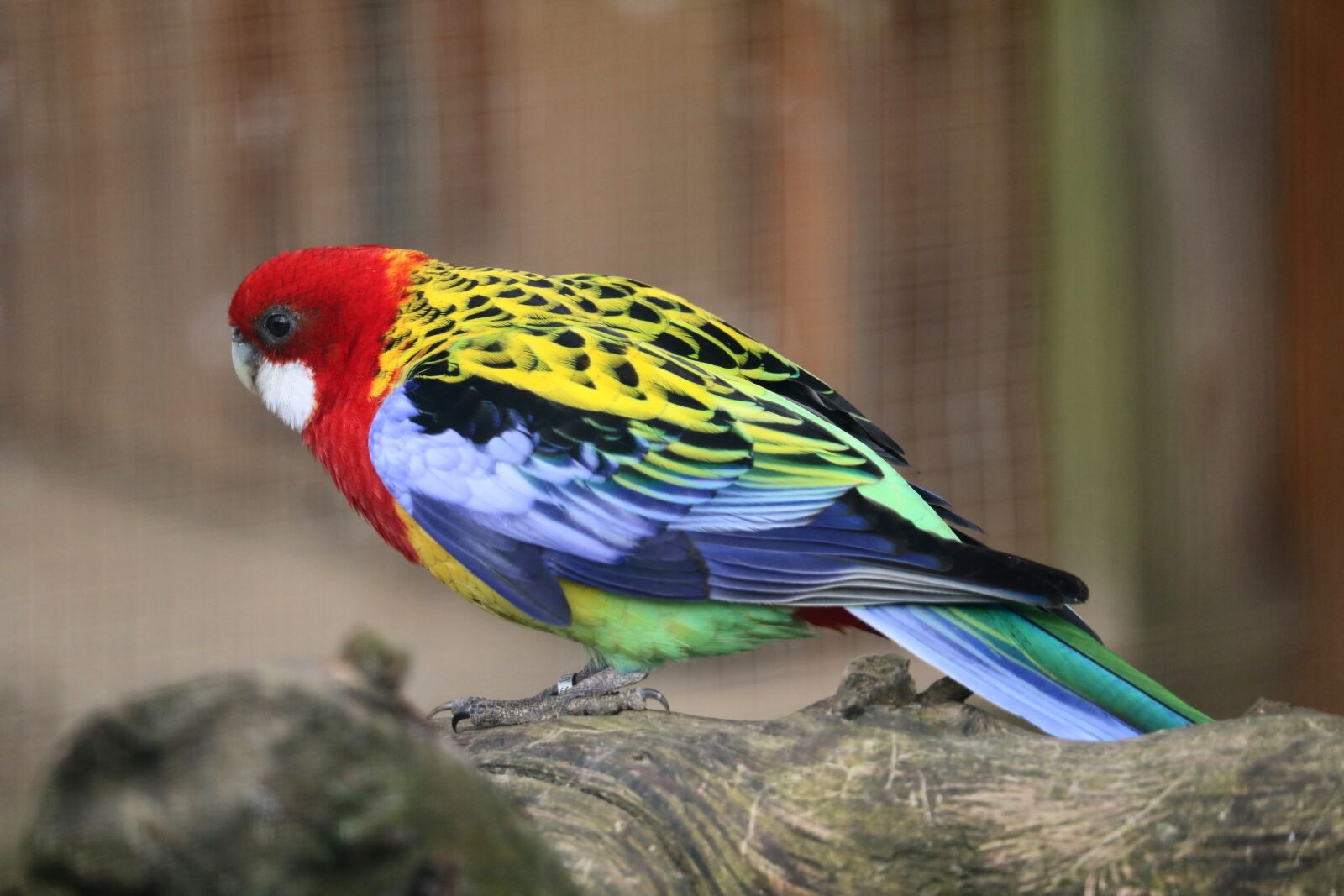 Canon EOS 750D (EOS Rebel T6i / EOS Kiss X8i) sample photo. Nature, bird, animal world photography