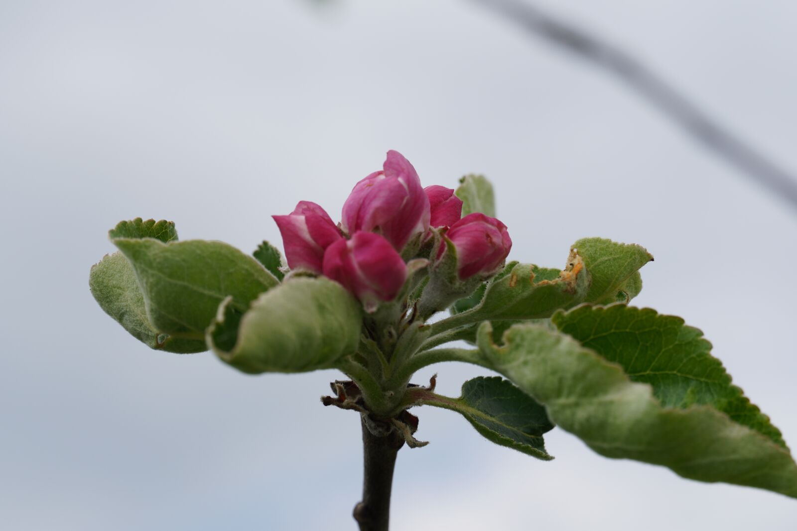 Sony a6400 sample photo. Blossom, bloom, apple tree photography