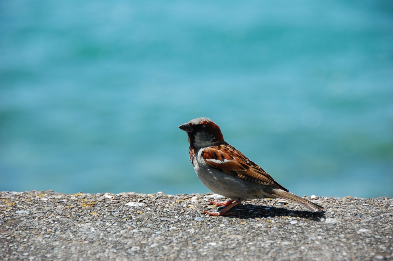 Nikon D40 sample photo. Sparrow, sperling, bird photography