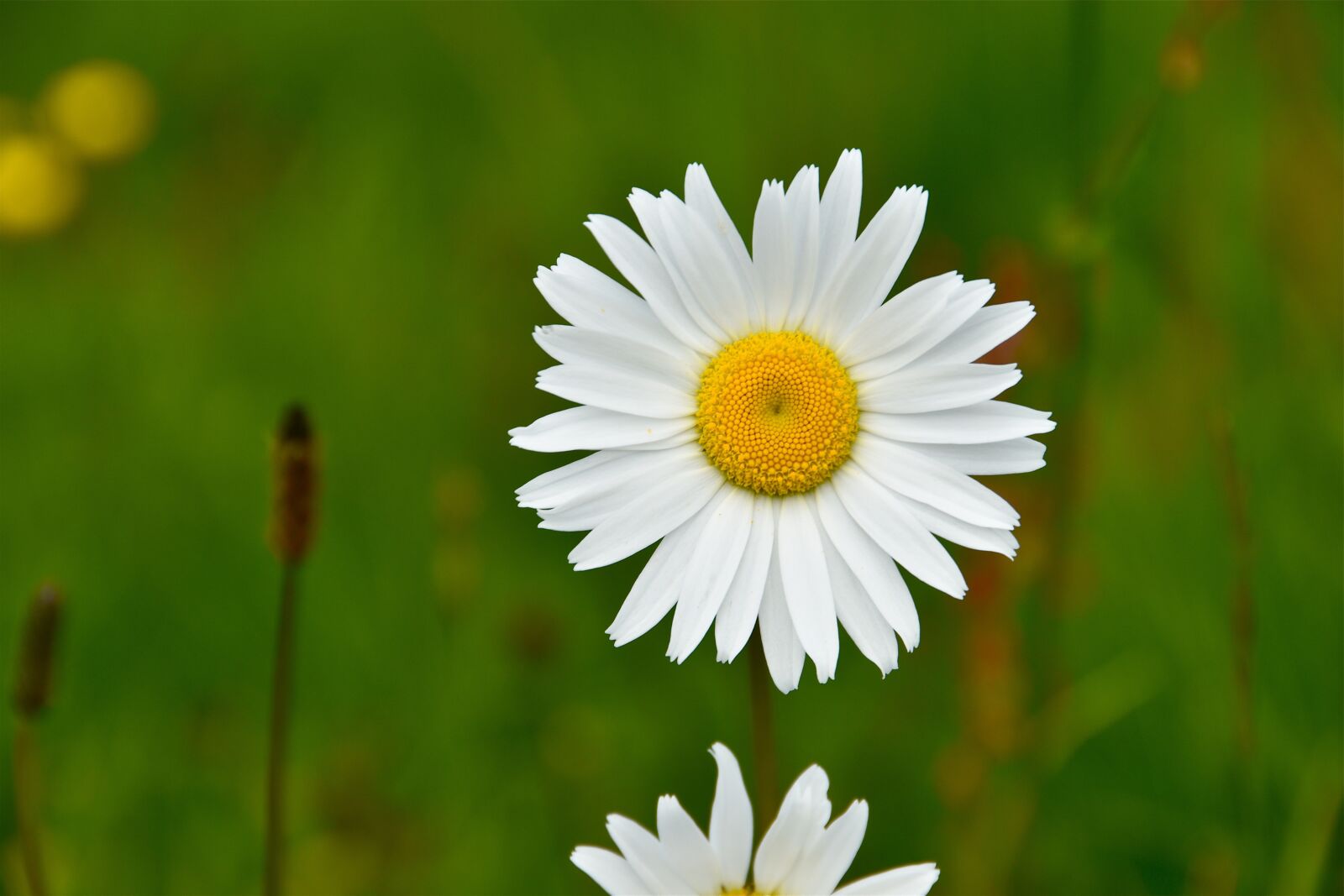 Nikon D5600 sample photo. Marguerite, flower, white photography