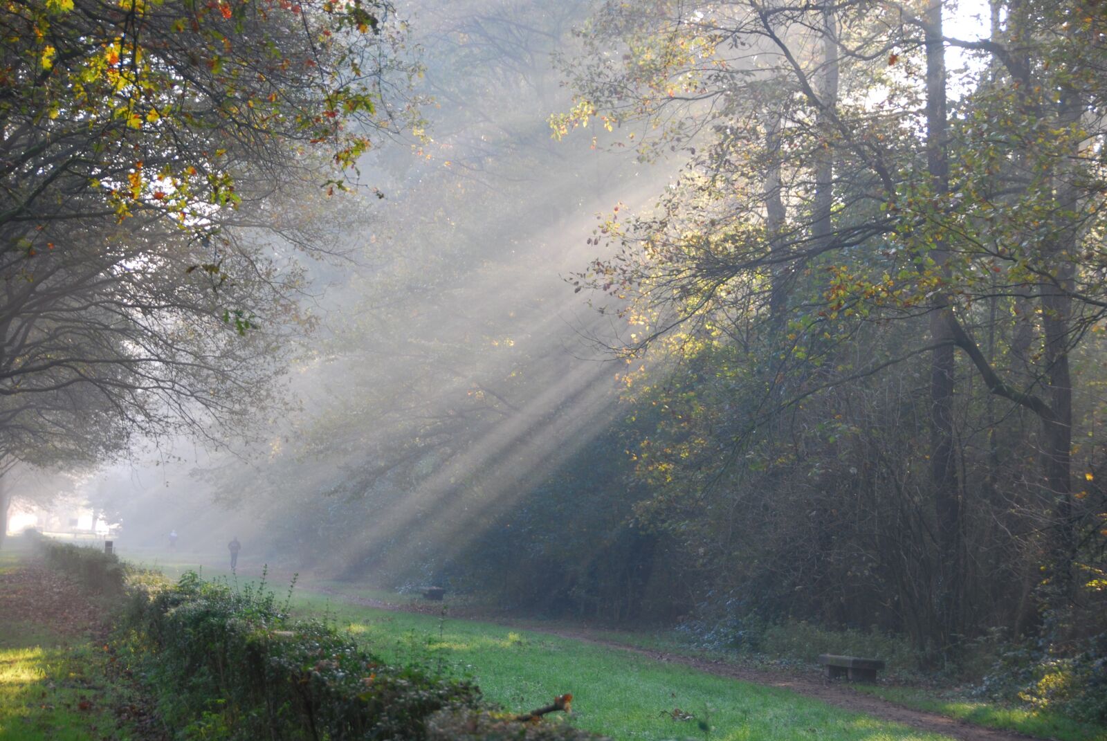 Nikon D80 sample photo. Rays of sunshine, light photography