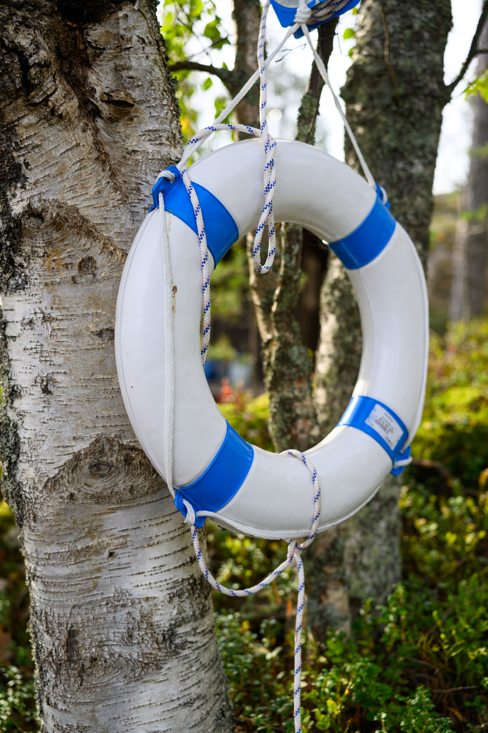 Tamron 35-150mm F2-2.8 Di III VXD sample photo. Lifebuoy tree photography