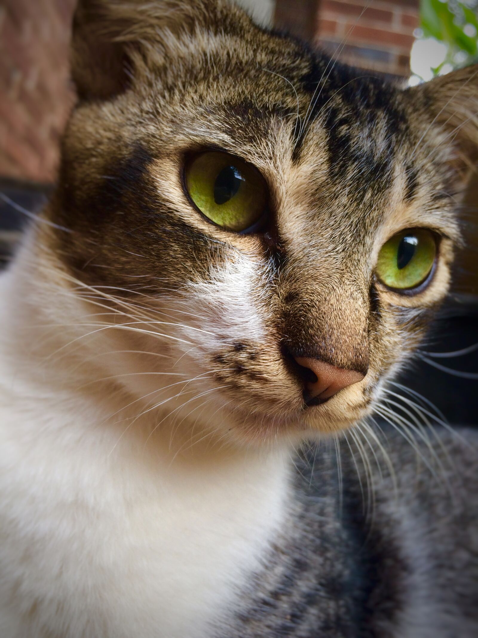 iPhone 5s back camera 4.15mm f/2.2 sample photo. Cat, face, close, up photography