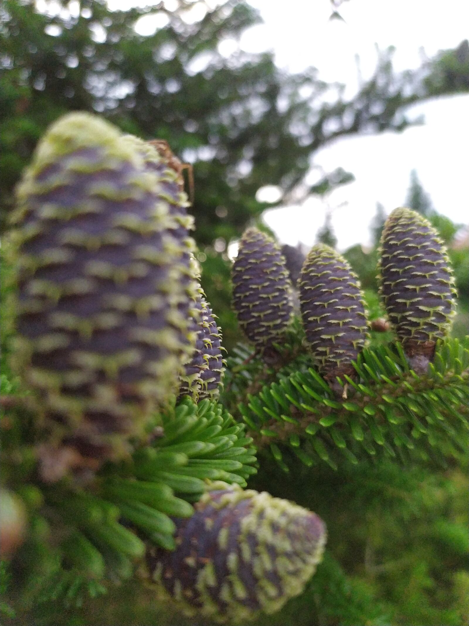 Xiaomi Redmi Note 7 sample photo. Cone, forest, natu photography