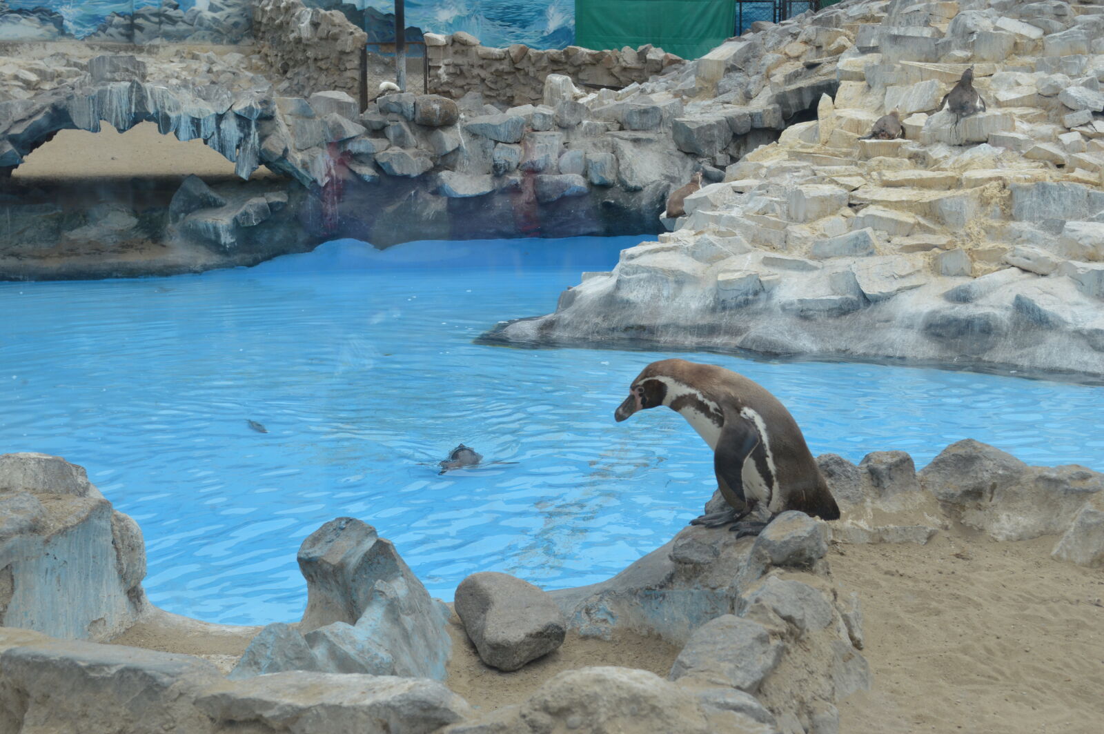 Nikon D3200 sample photo. Pinguino photography