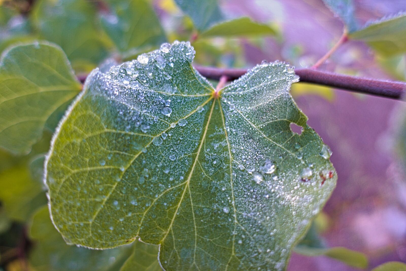 Sony DSC-RX100M5A sample photo. Leaf, frost, frozen photography