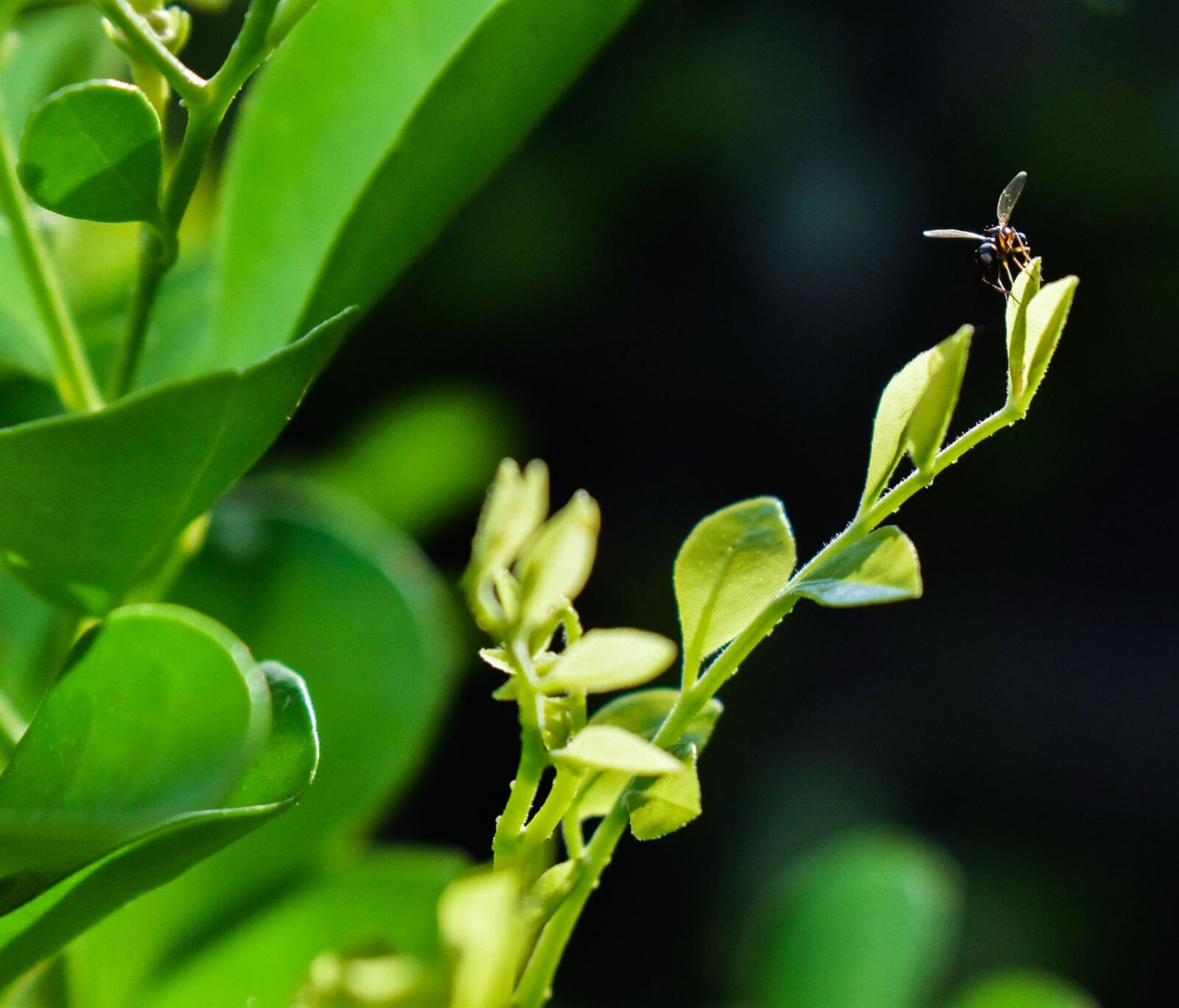 Nikon D3500 sample photo. Nature, bug, green photography