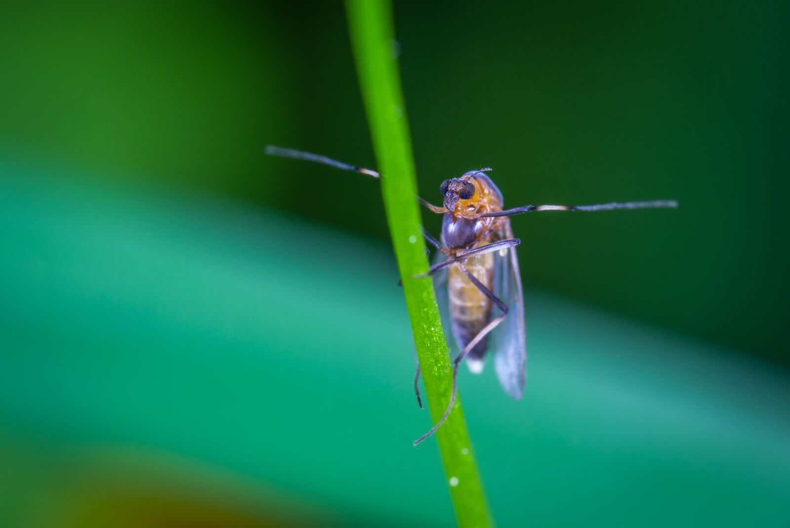 #124 65/2.8 sample photo. Macro, insect, fly photography